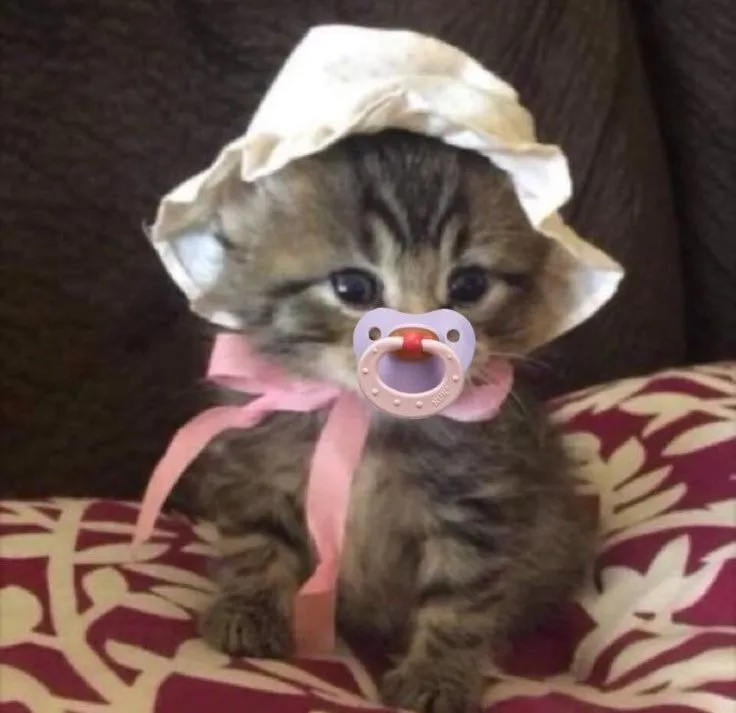 Милый котёнок ☺️💕 #2