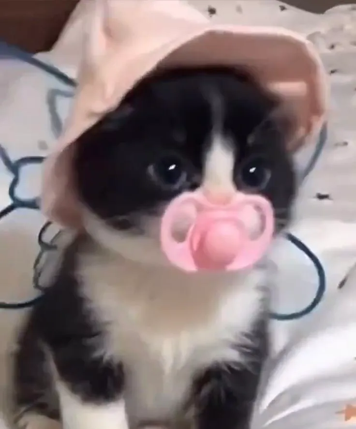 Доброе утро от котёнка♡ #2