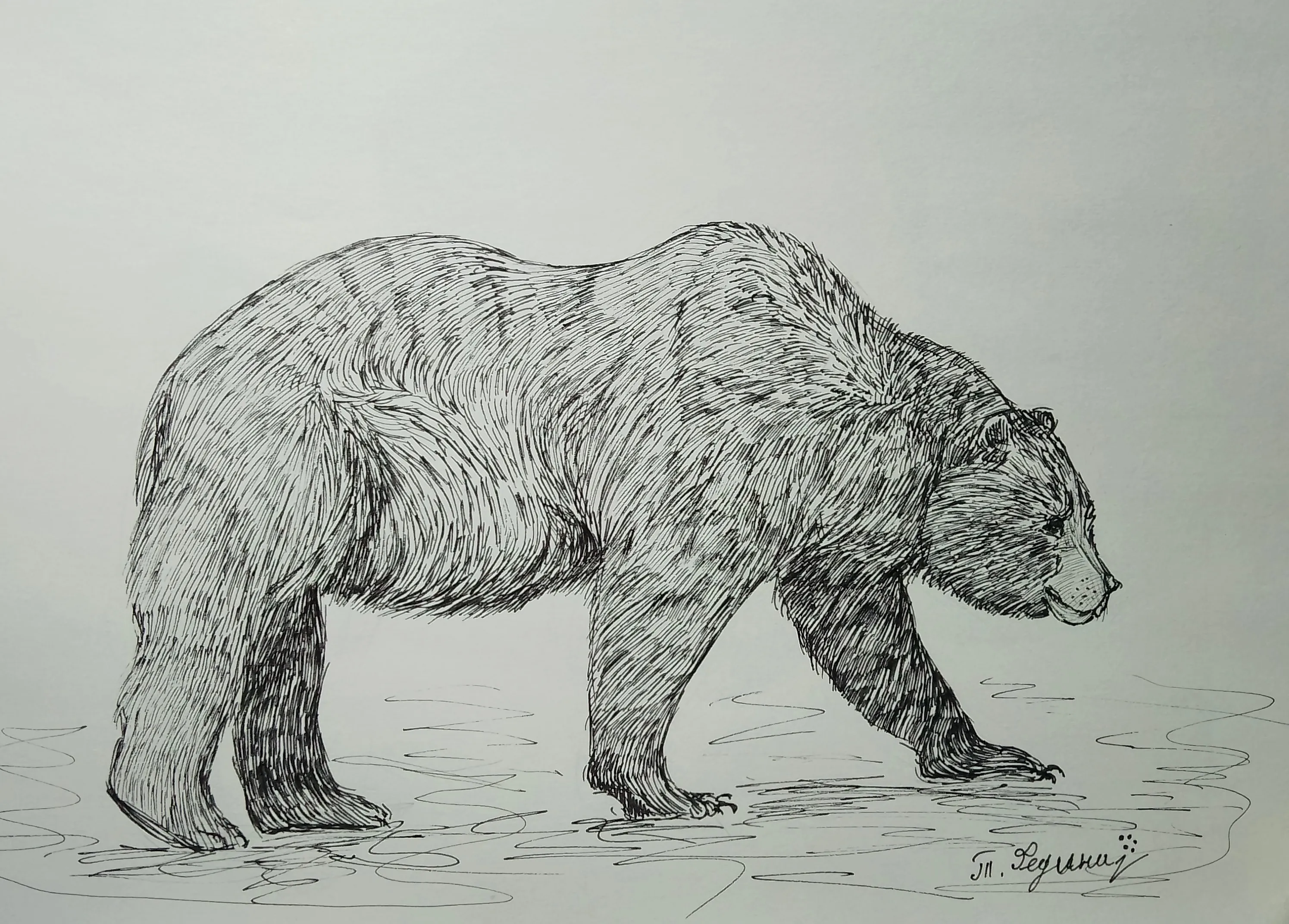 Кадьяк (линер).  #1