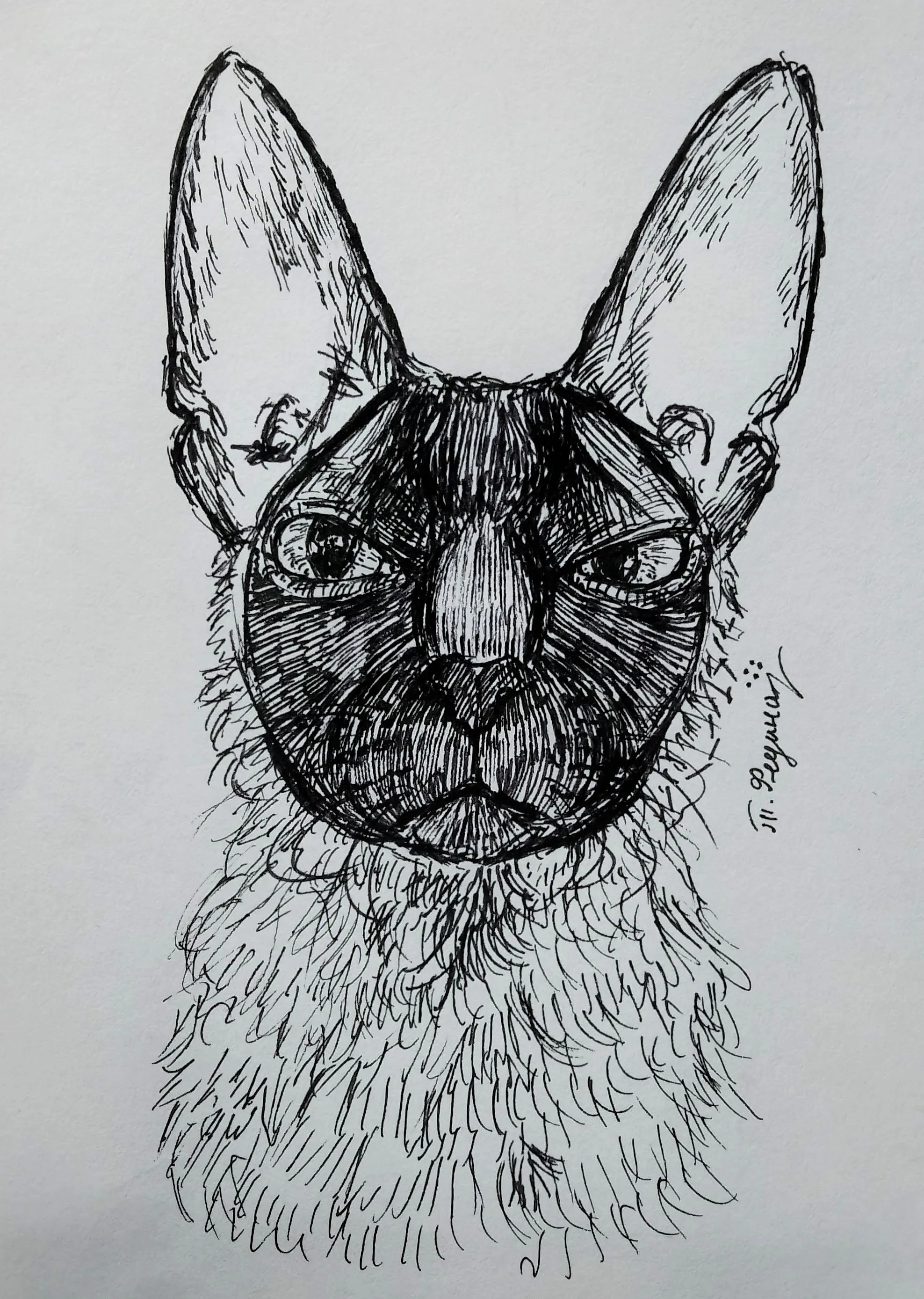 Корниш-рекс (линер).  #1