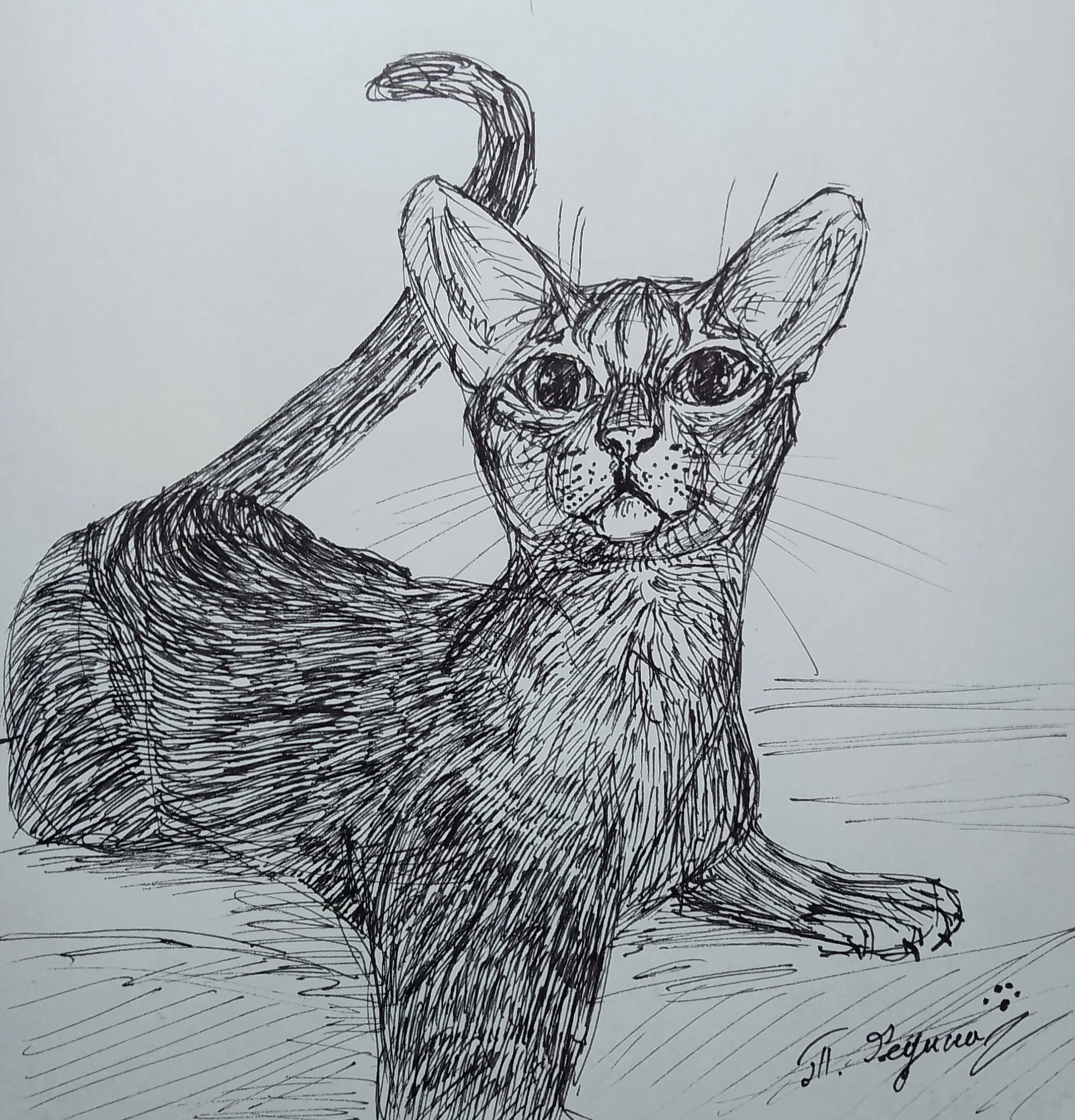 Абиссинская кошка (линер). #1