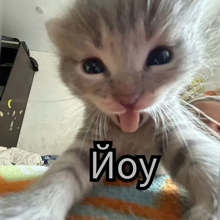 Люблю котиков 😘😘