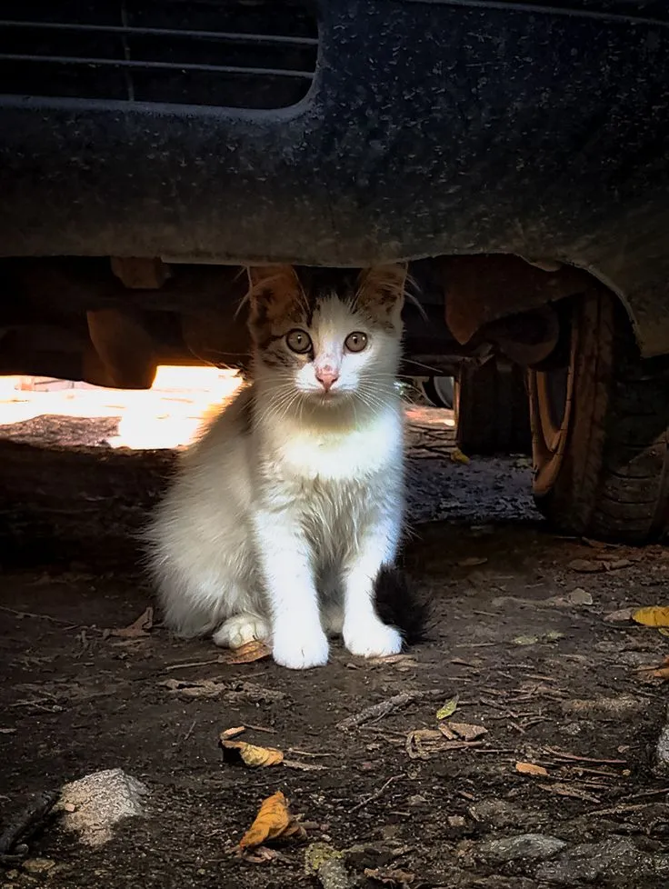 Котик с улици