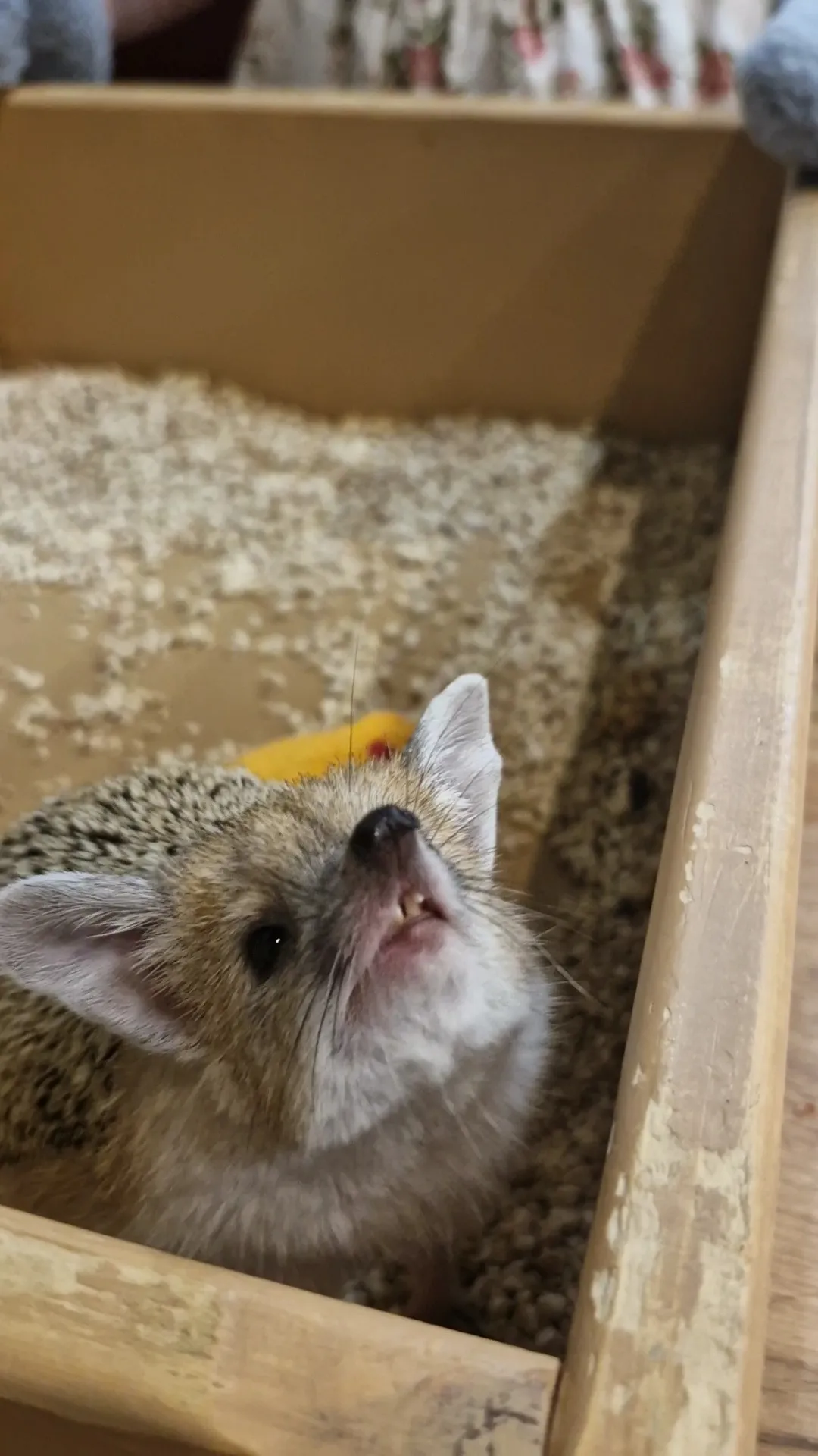 Час релакса с колючей компанией 🦔✨ #9