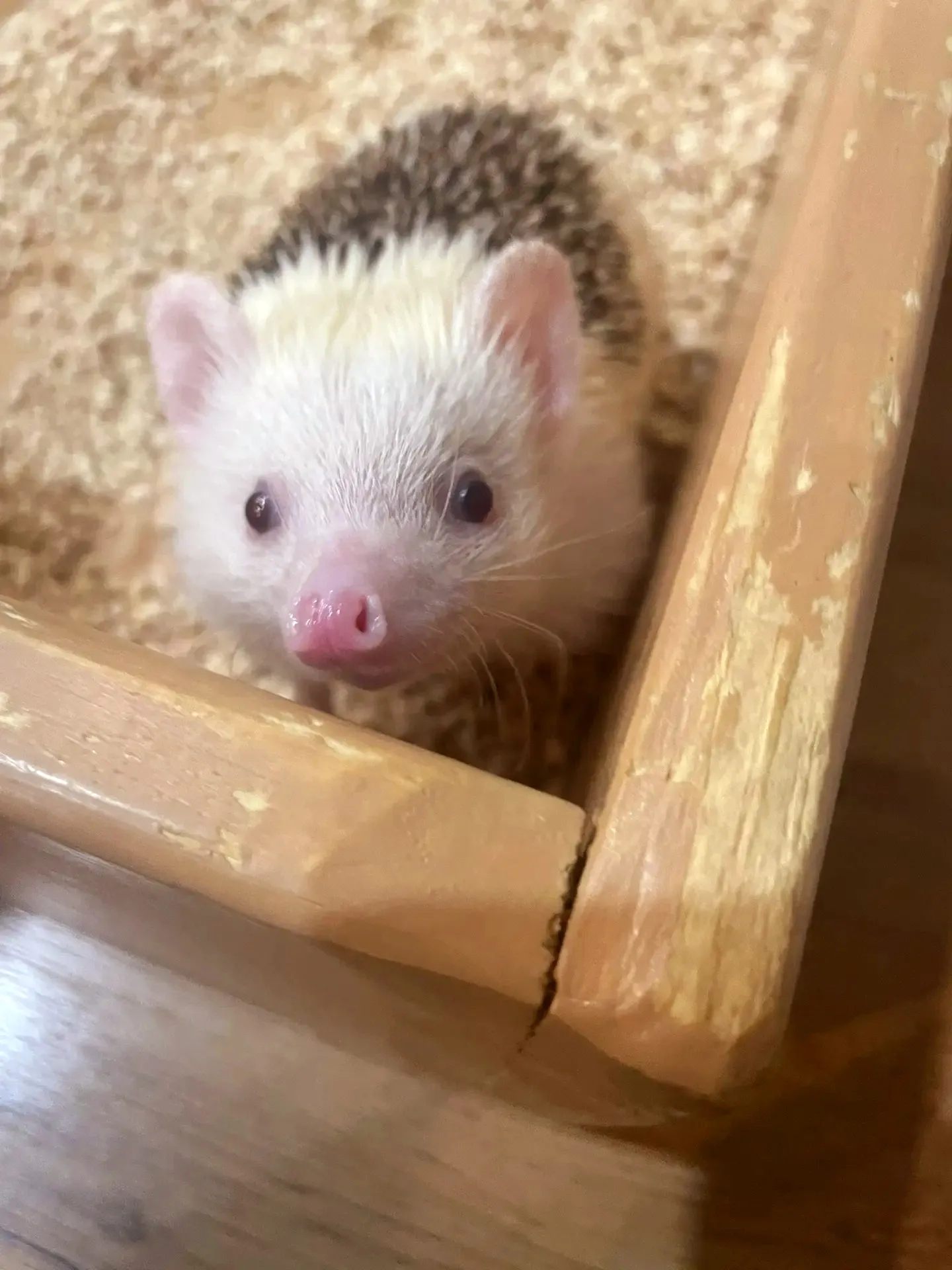 Час релакса с колючей компанией 🦔✨ #5
