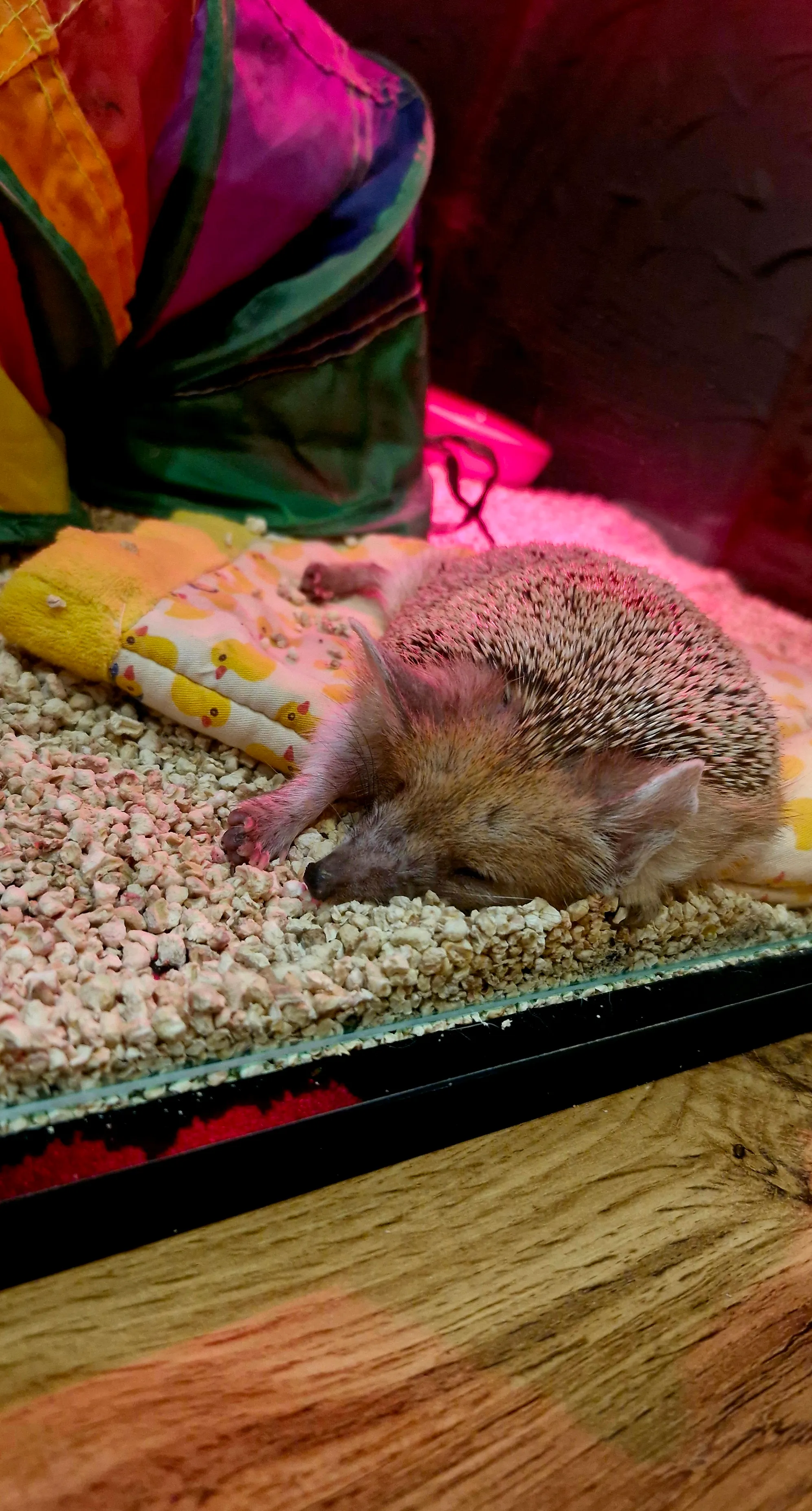 Час релакса с колючей компанией 🦔✨ #7