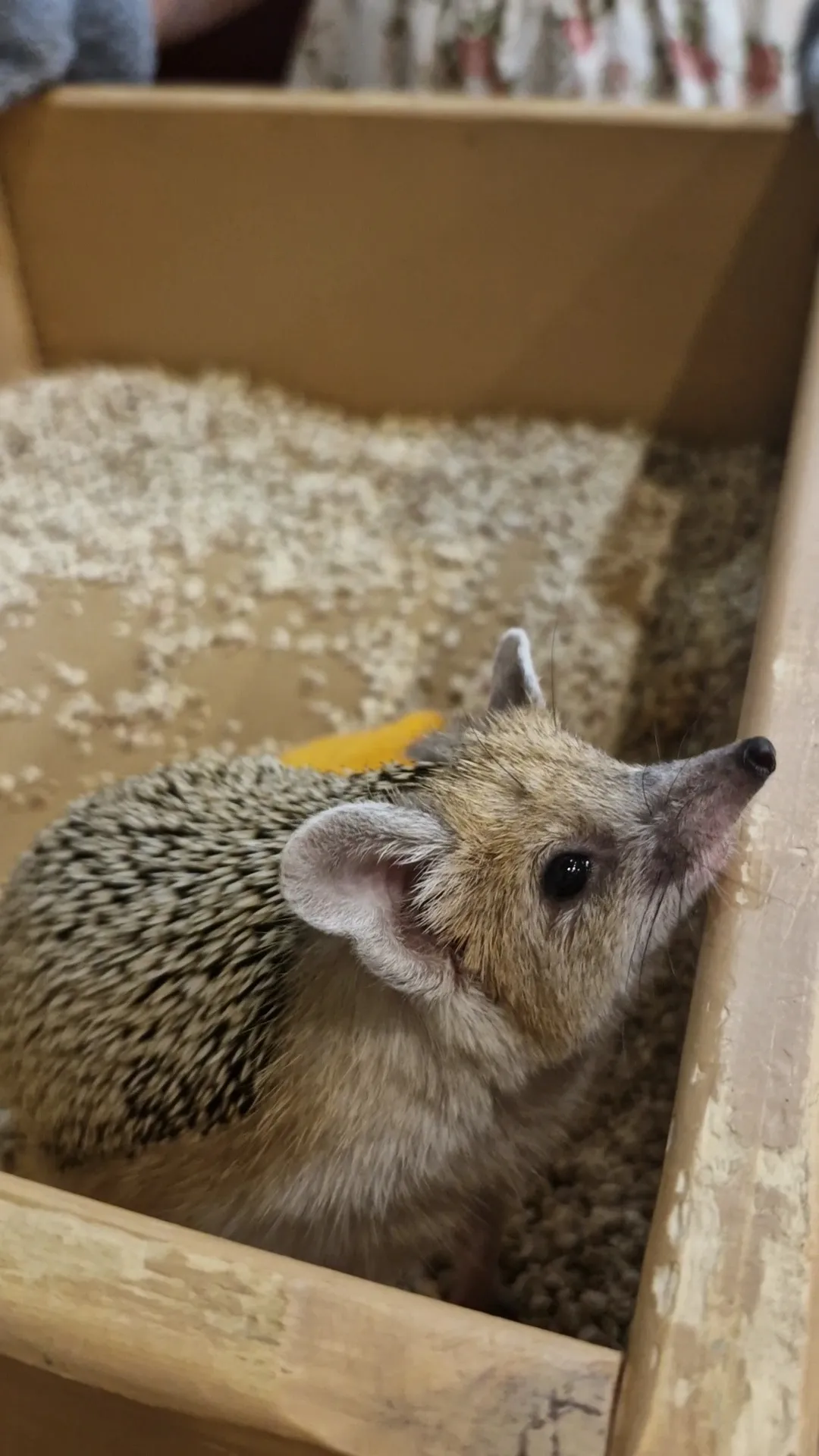 Час релакса с колючей компанией 🦔✨ #8