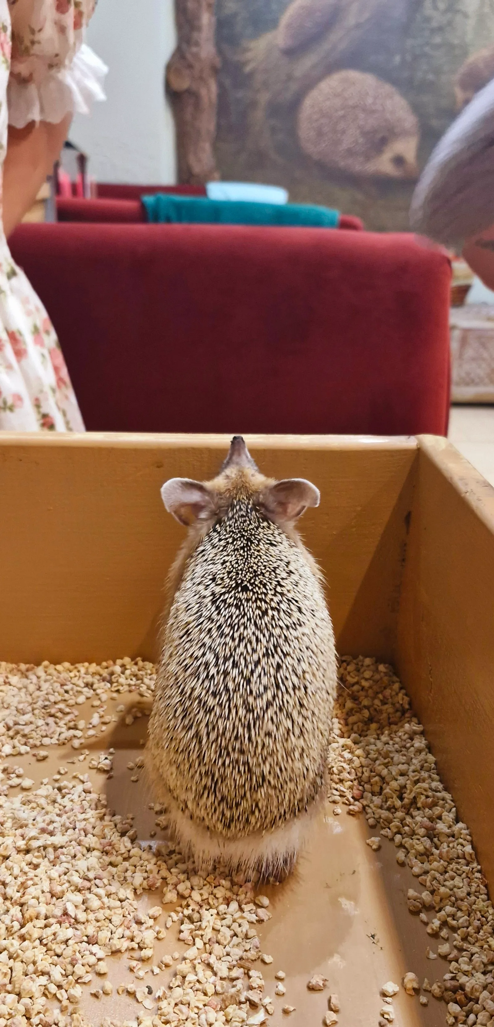 Час релакса с колючей компанией 🦔✨ #10