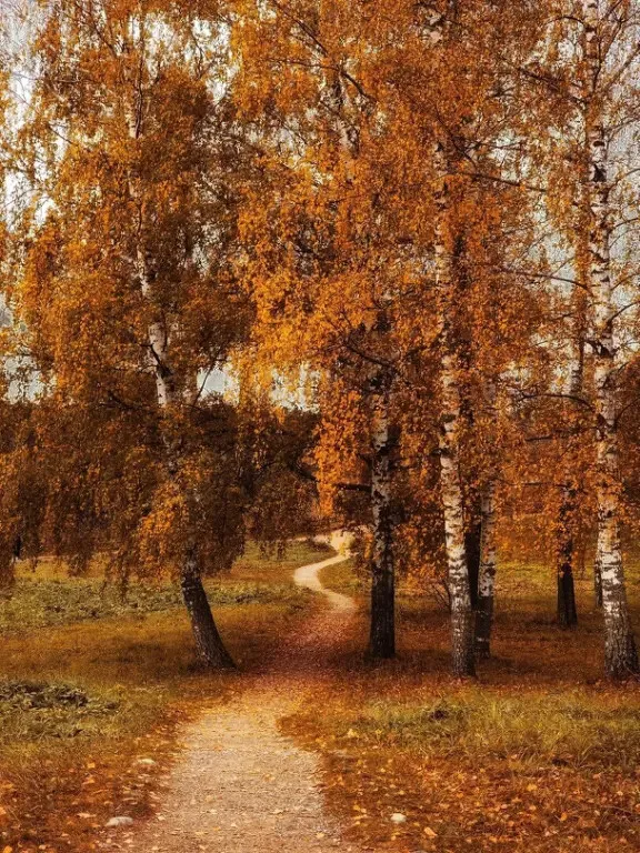 🍁🍂🍁 #2