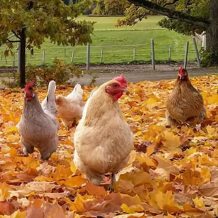 🍁🍁🍁🍁🍁 #2