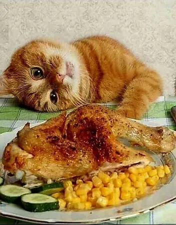 🐱🐱🐱 #2