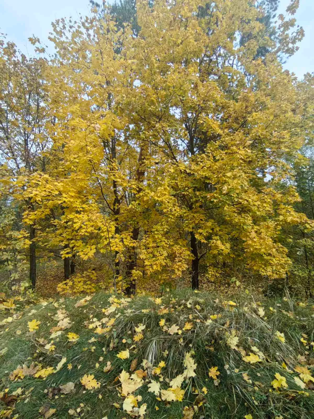 November 💛 #2