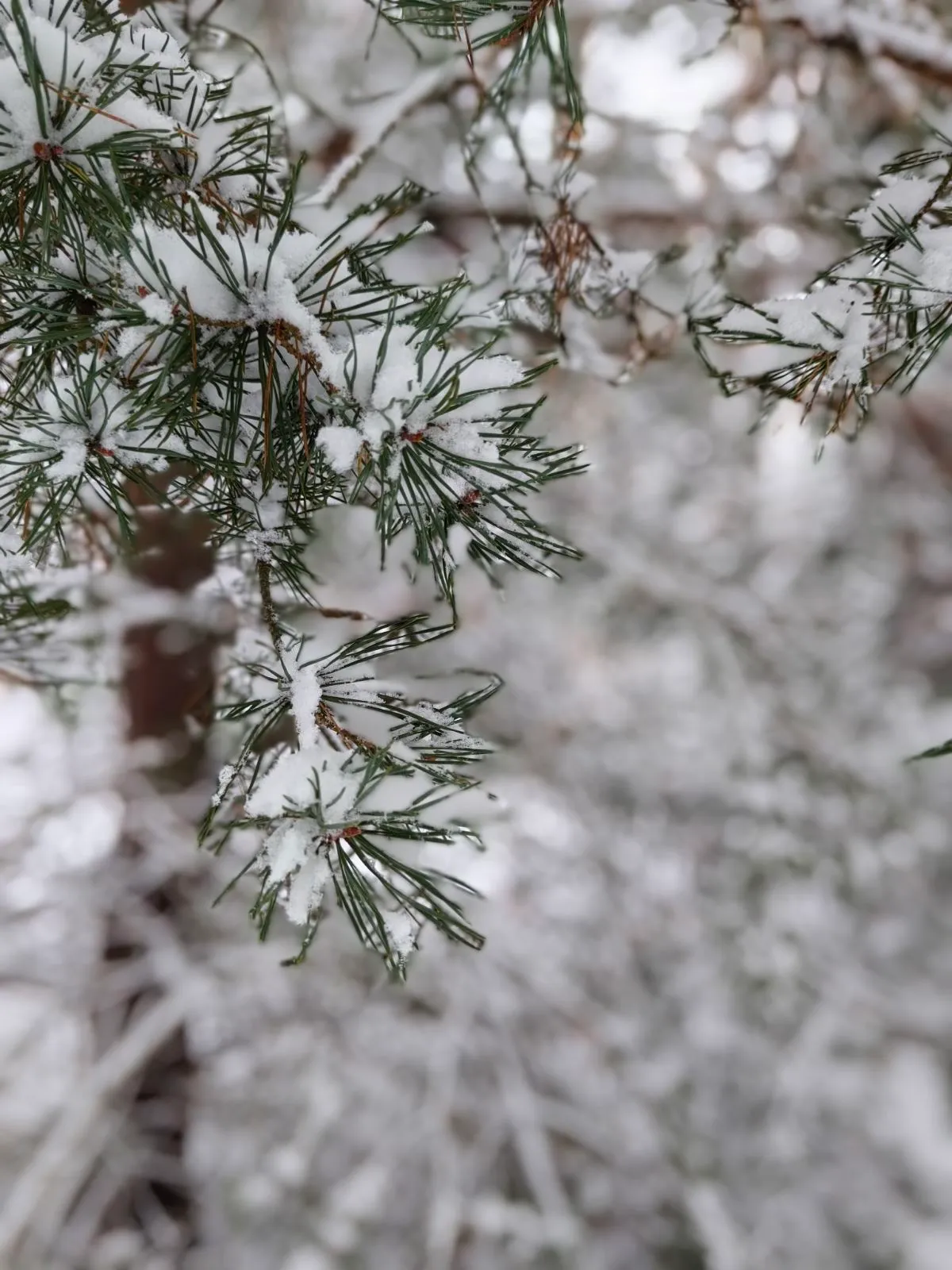 ❄️