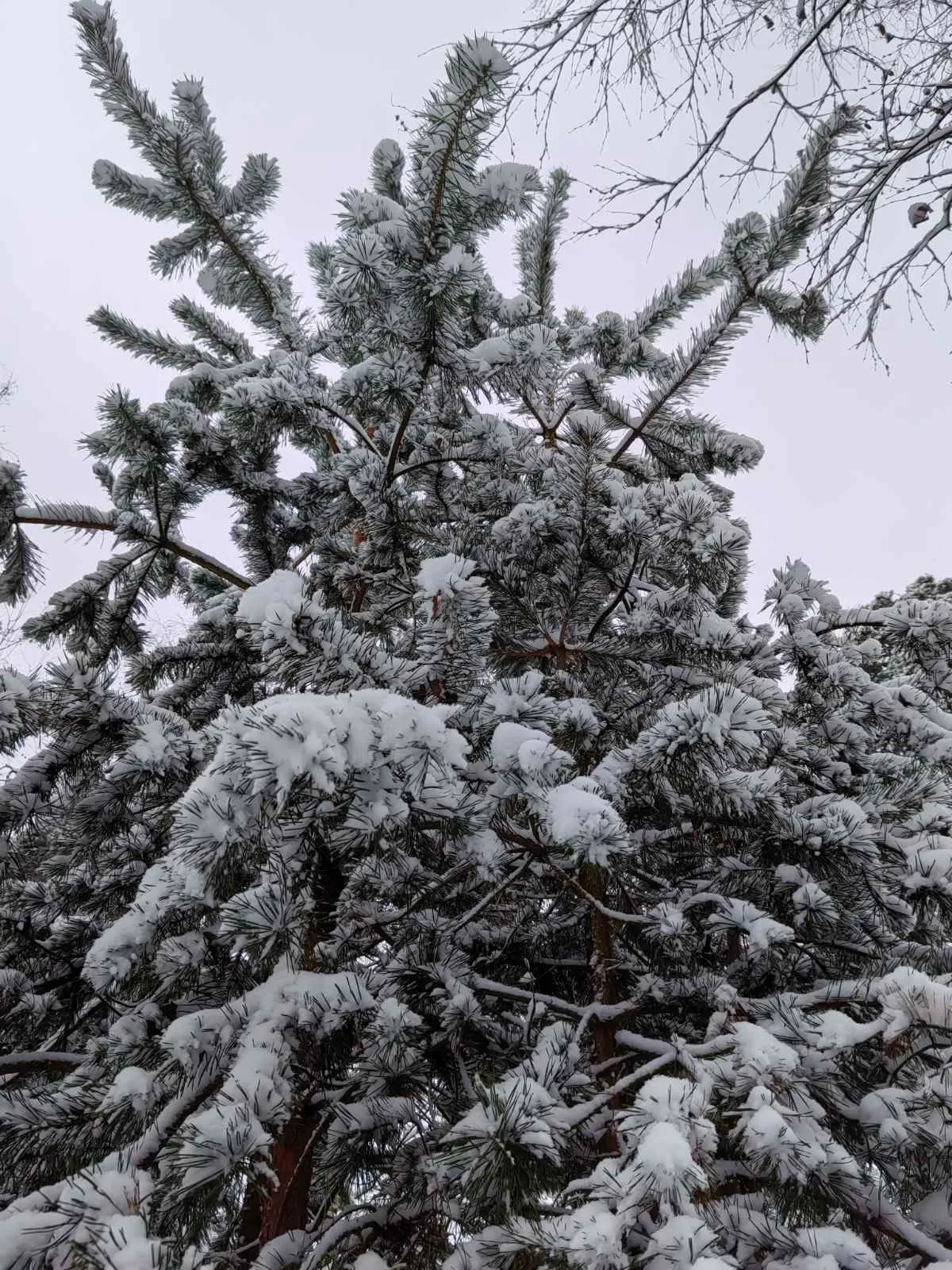 ❄️