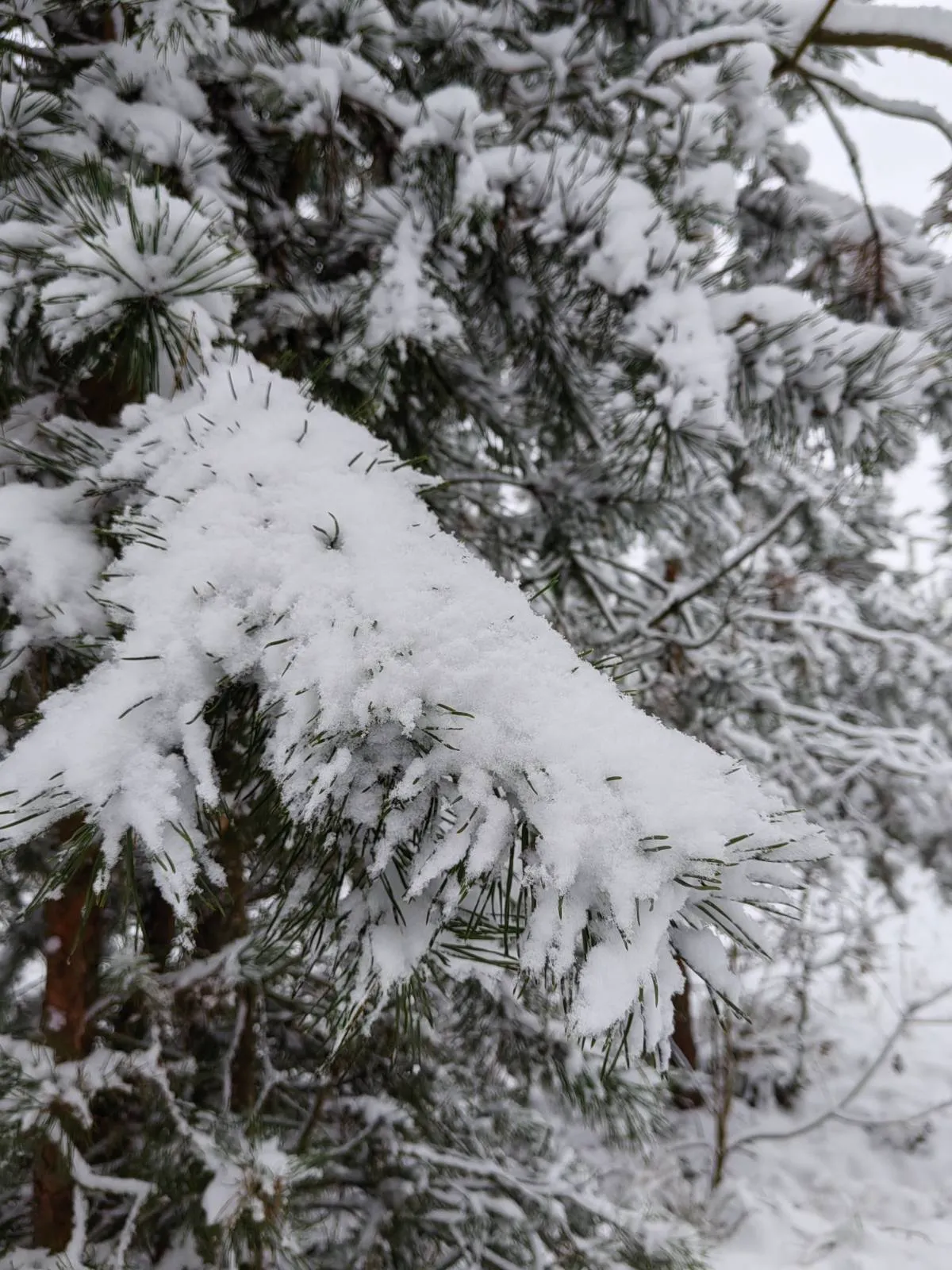 ❄️