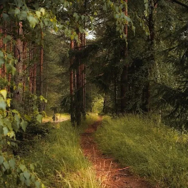 🌲