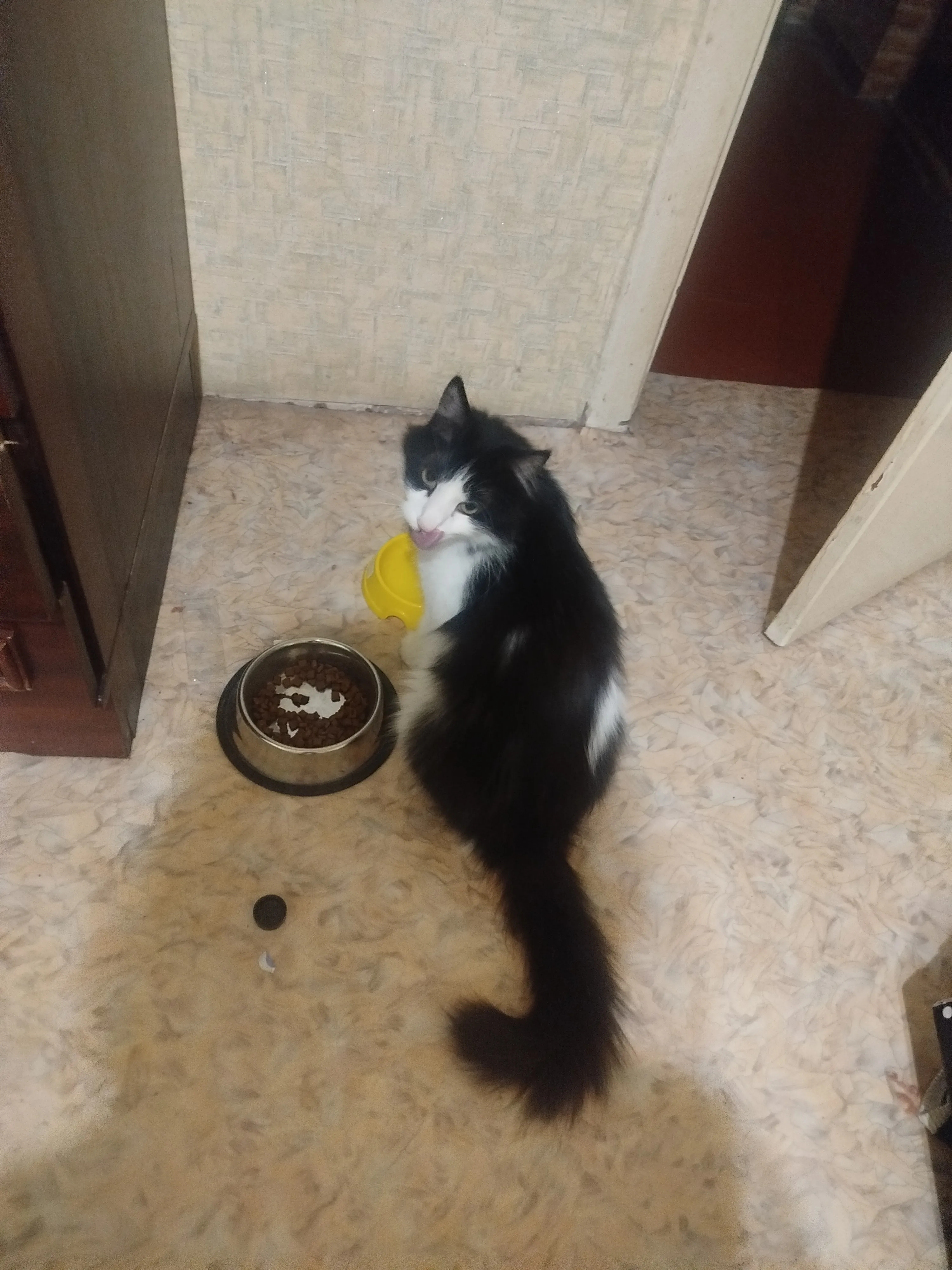Харизматичный котик Кузя #11