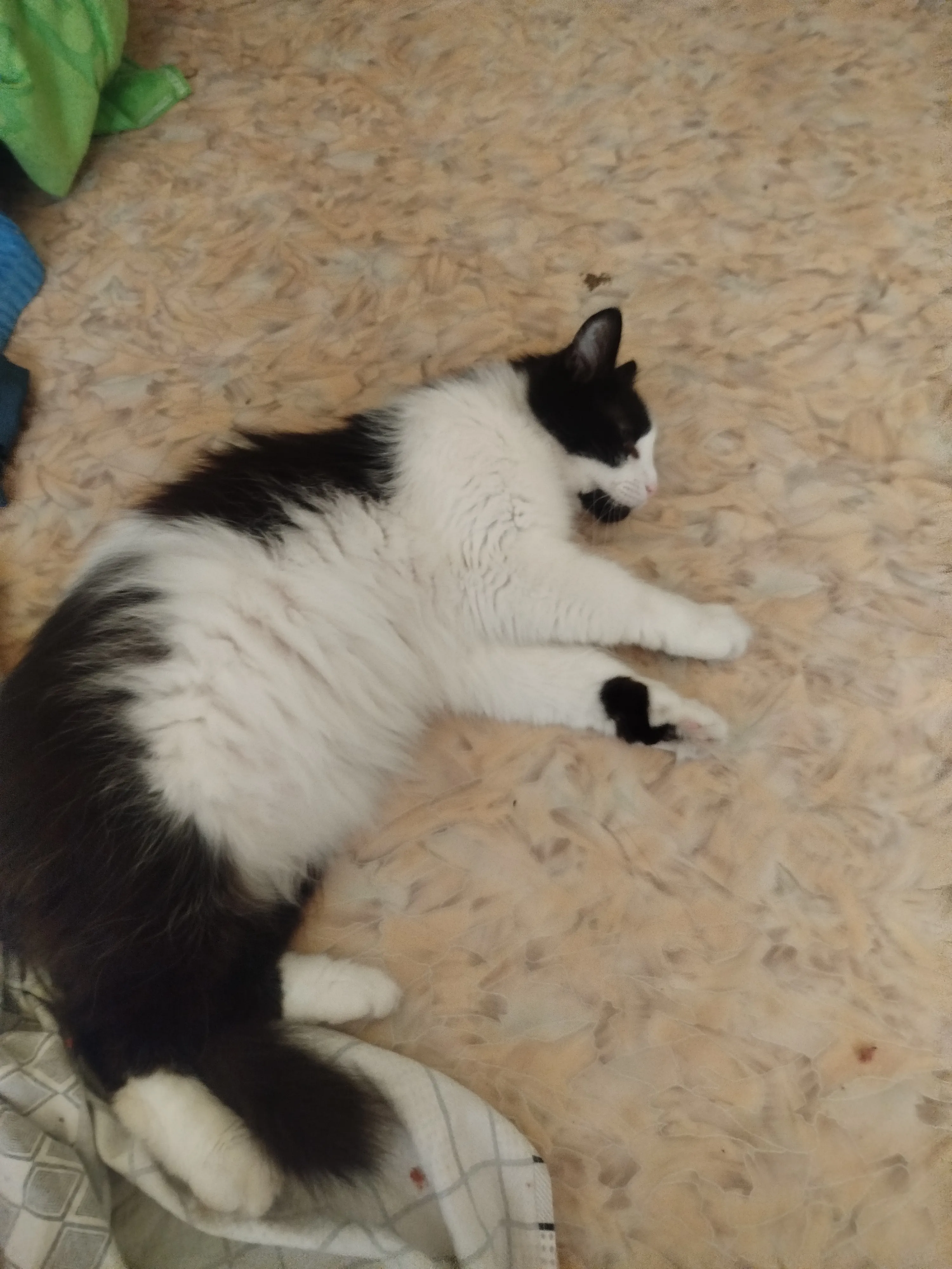 Харизматичный котик Кузя #3