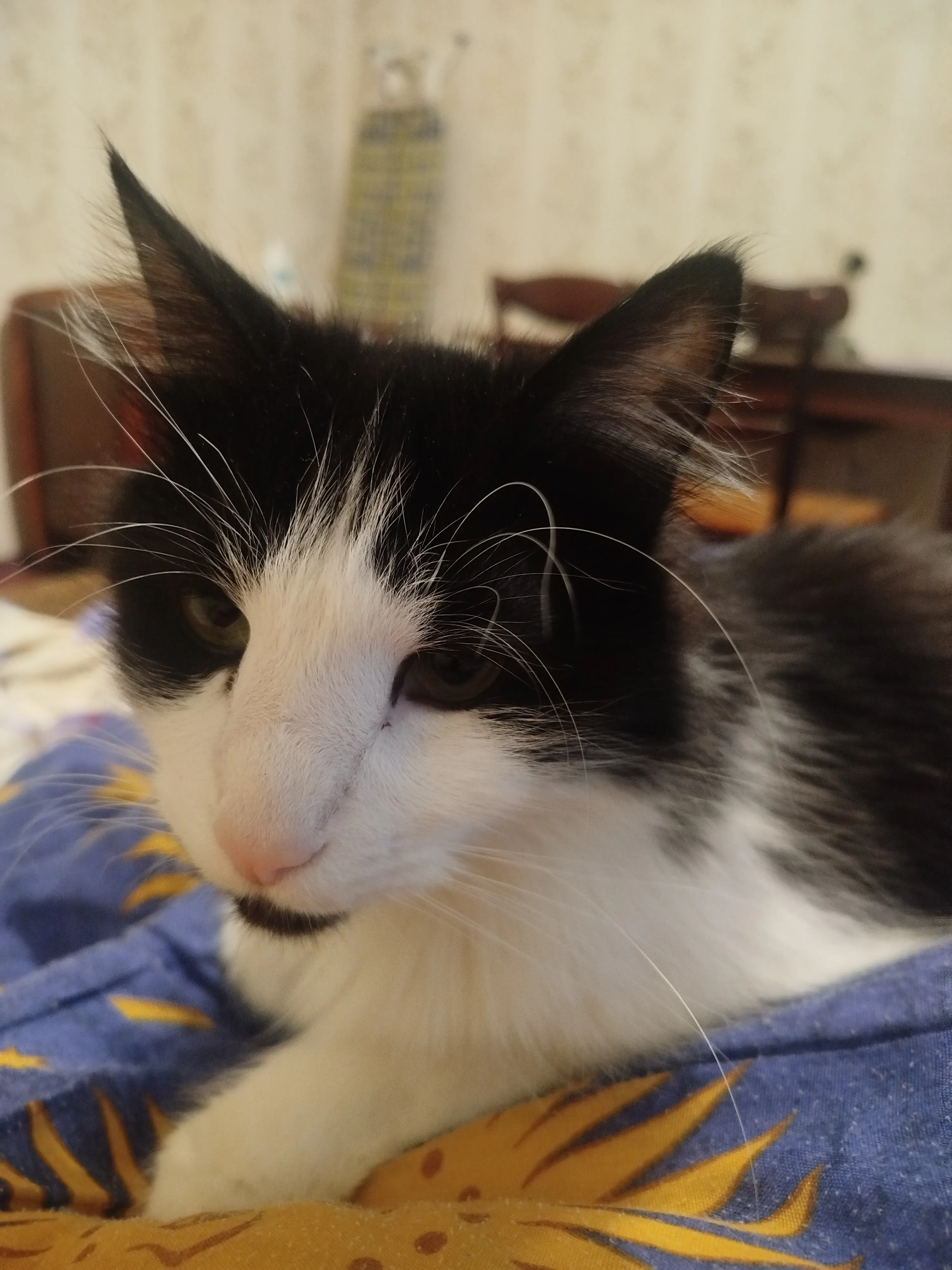 Харизматичный котик Кузя #4
