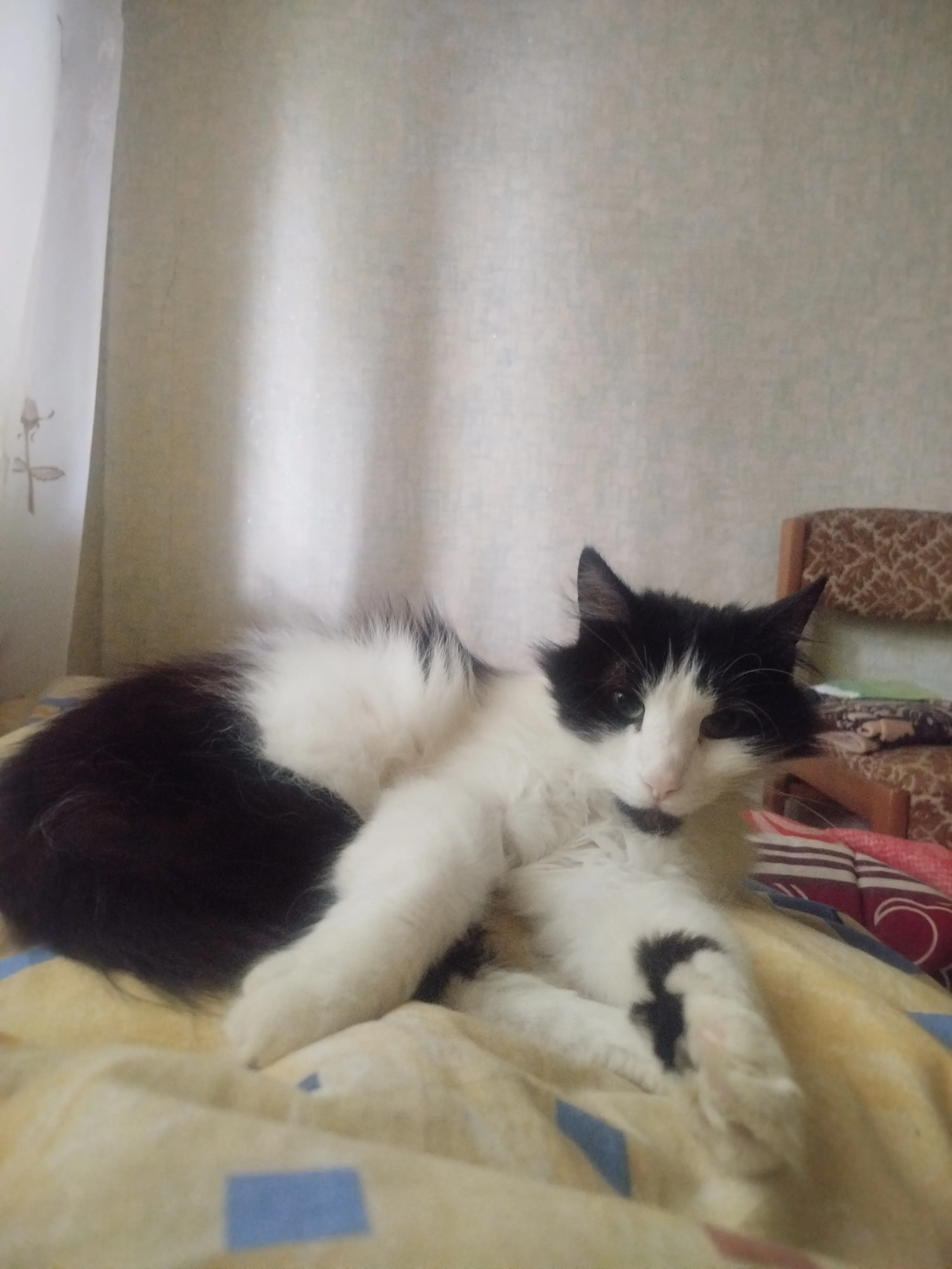 Харизматичный котик Кузя #7