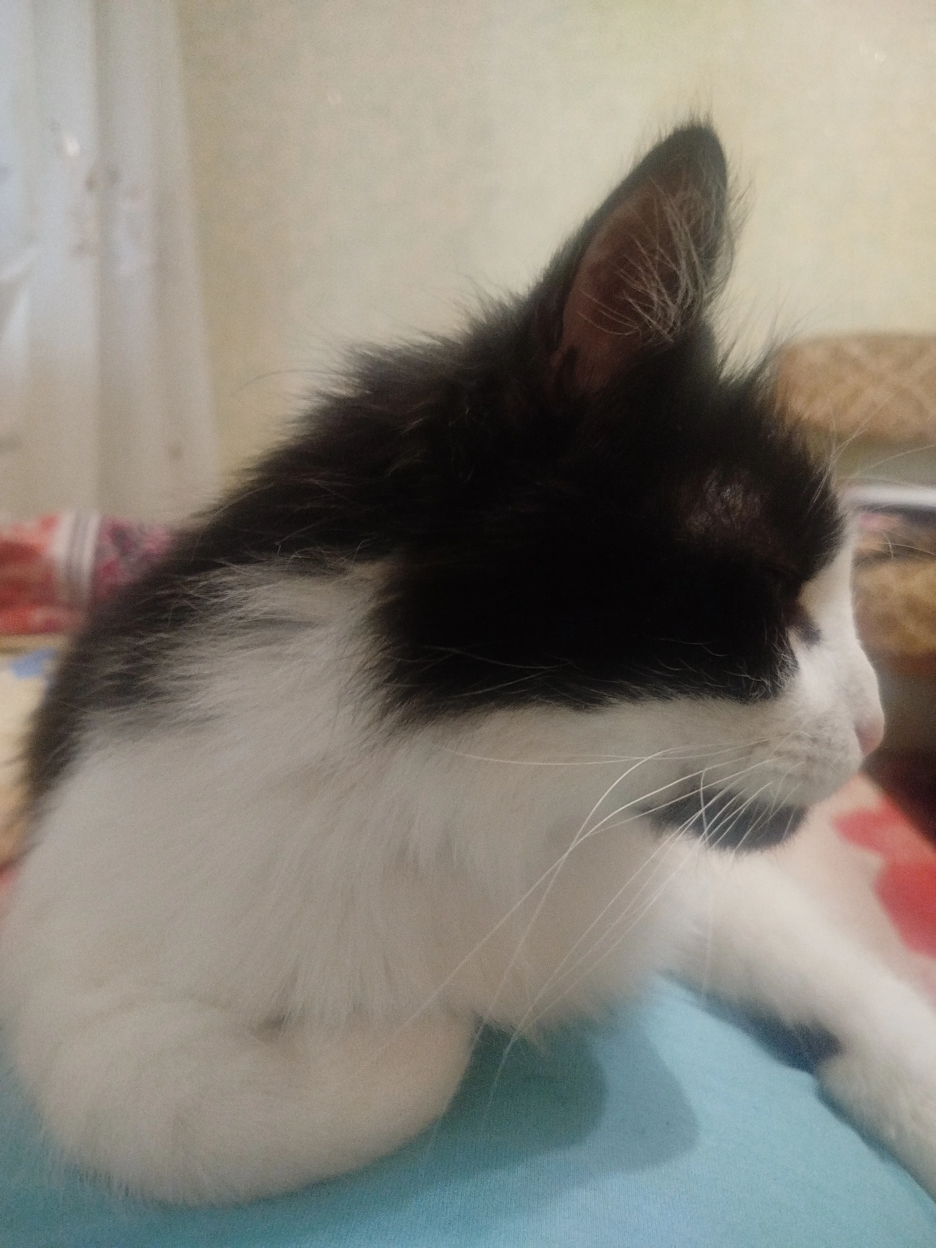 Харизматичный котик Кузя #10