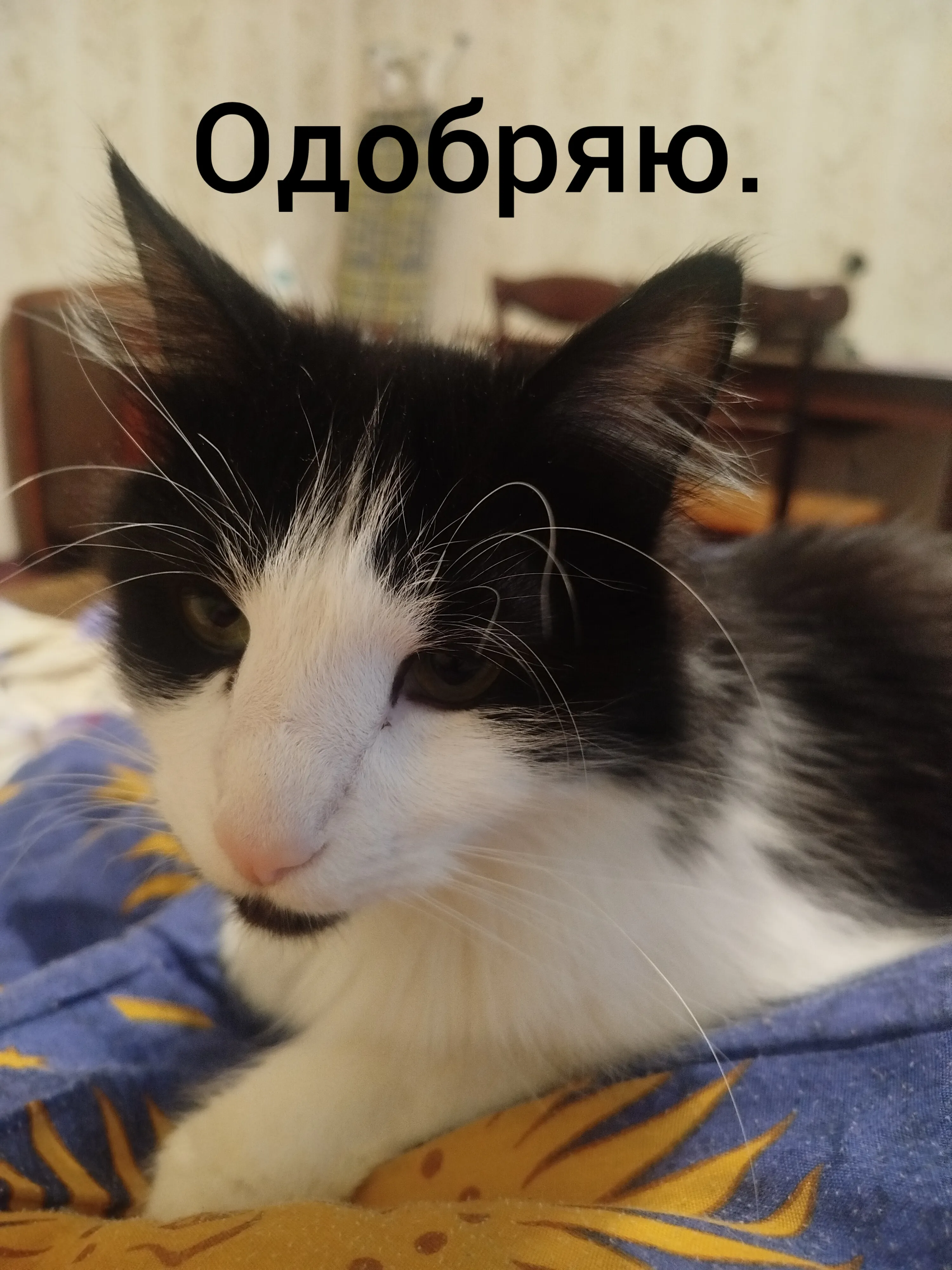 Харизматичный котик Кузя #2