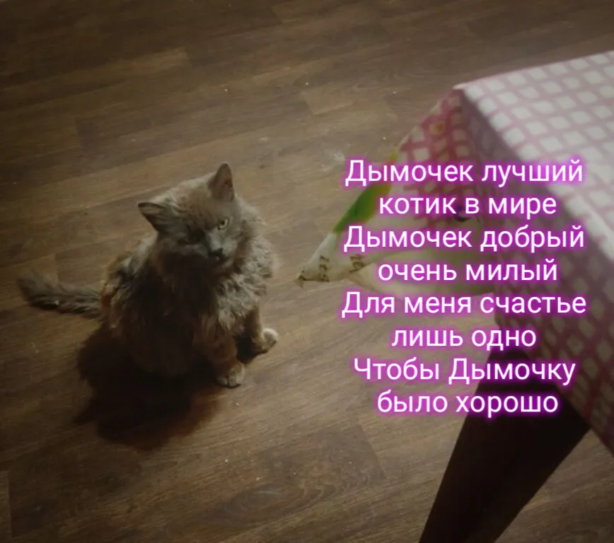 память о Дымочке