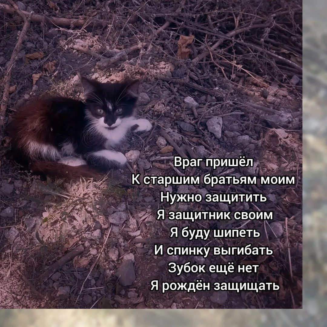 Хотела погладить чужих котят, этот пришёл шипеть на меня, защищая свою семью)