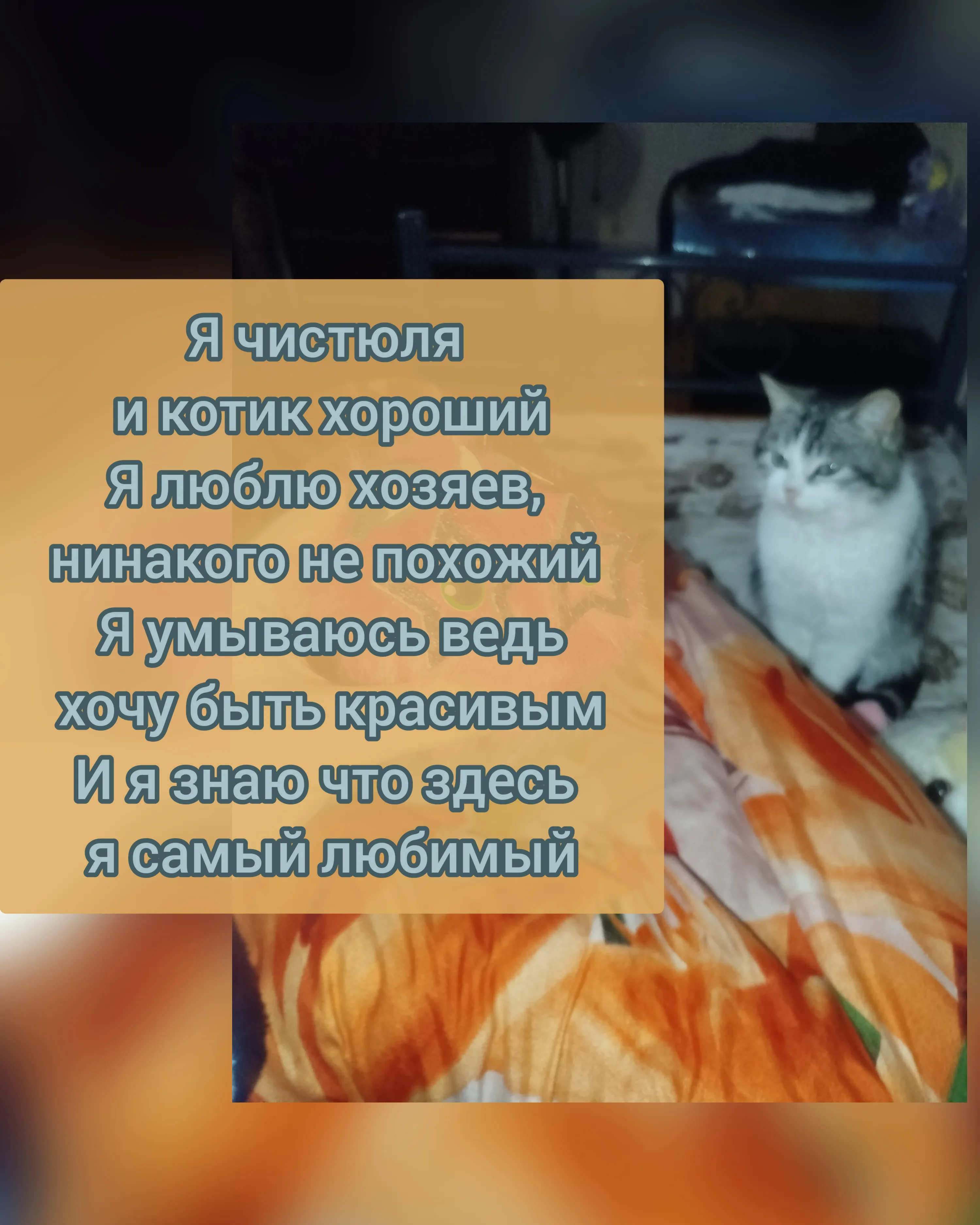 Хороший котик Еша