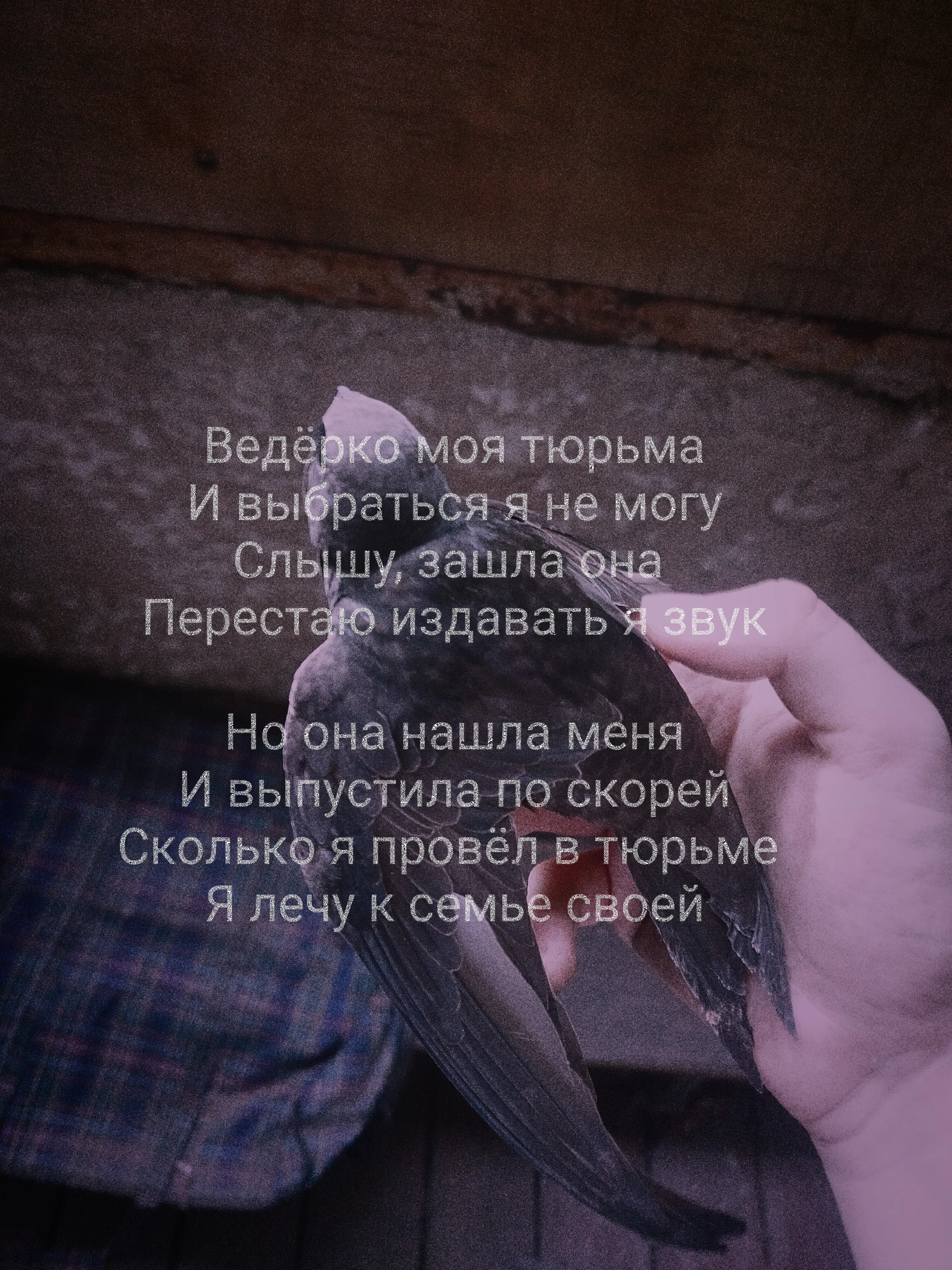 Стриж который шумел у меня на лодже)