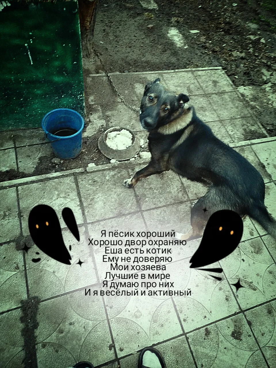 Мой пёсик Арчи