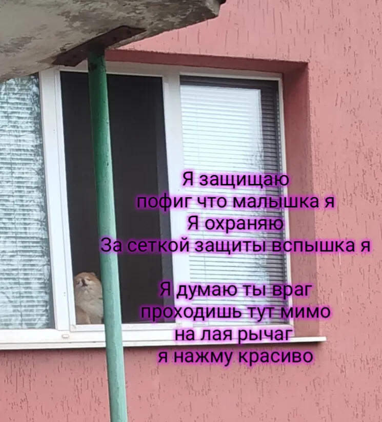 Шла мимо этой милой собачки