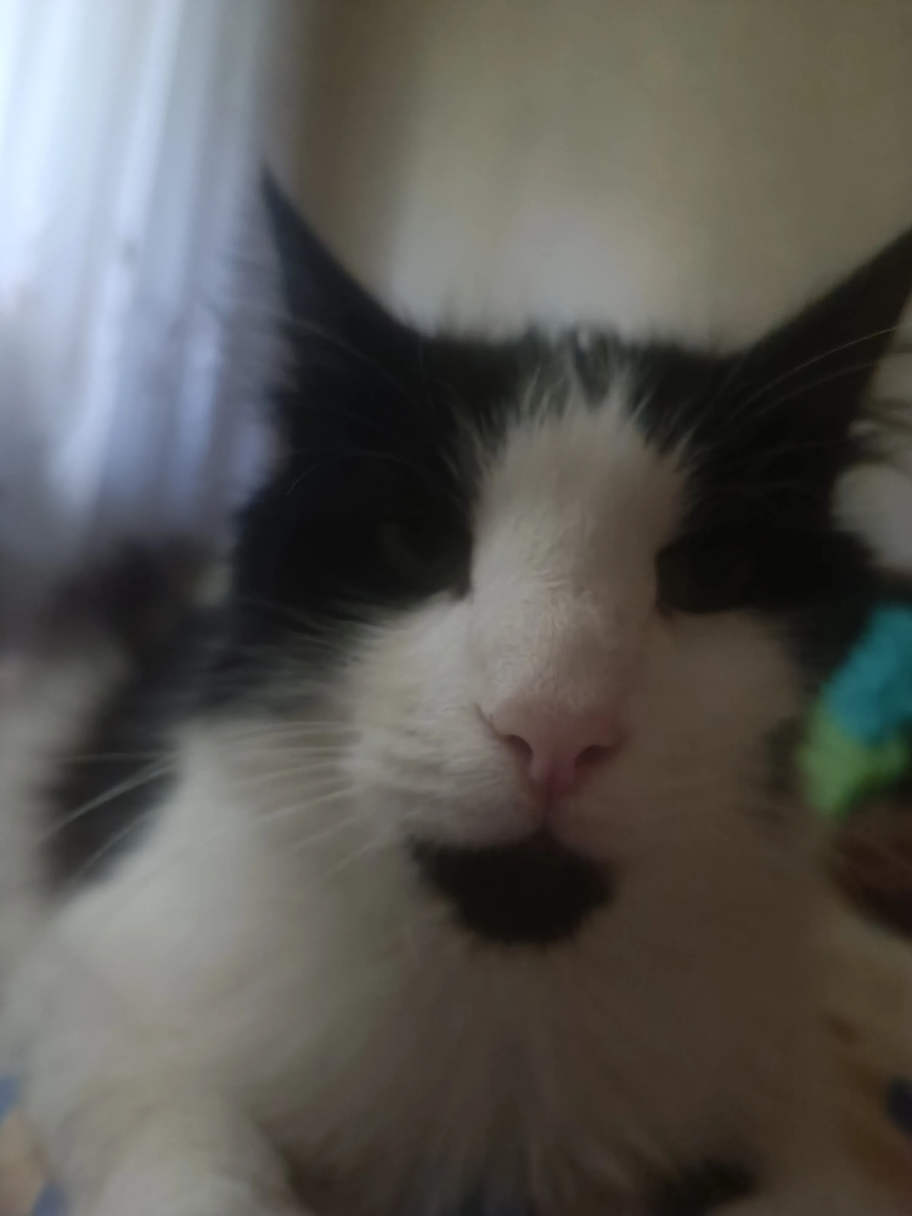 Котик Кузя  #3