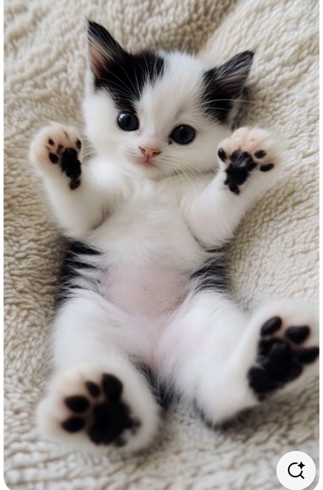 Милые котики с розовыми носиками и лапками💕 #2