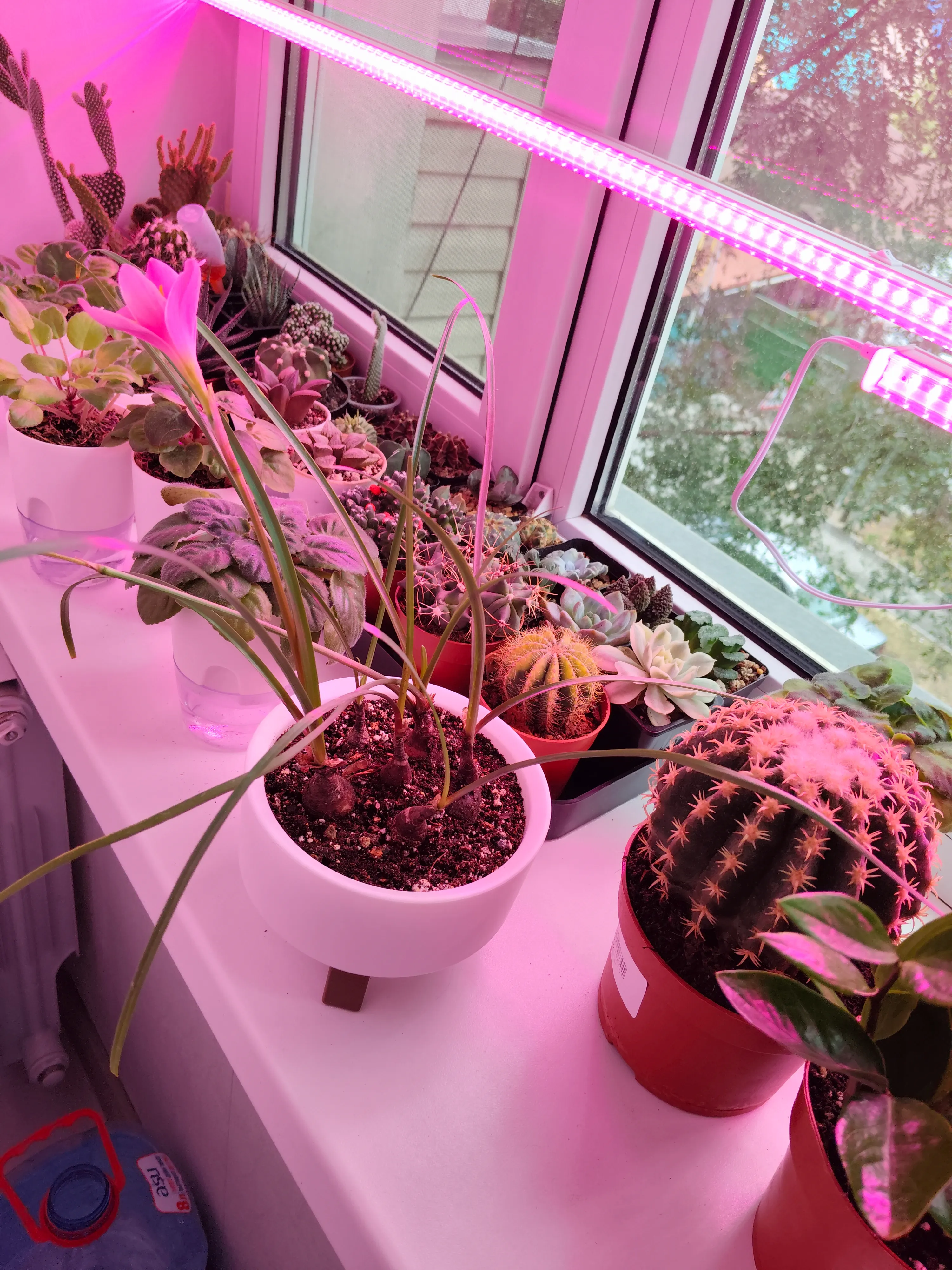 Кактусы из семян 🌵 #1