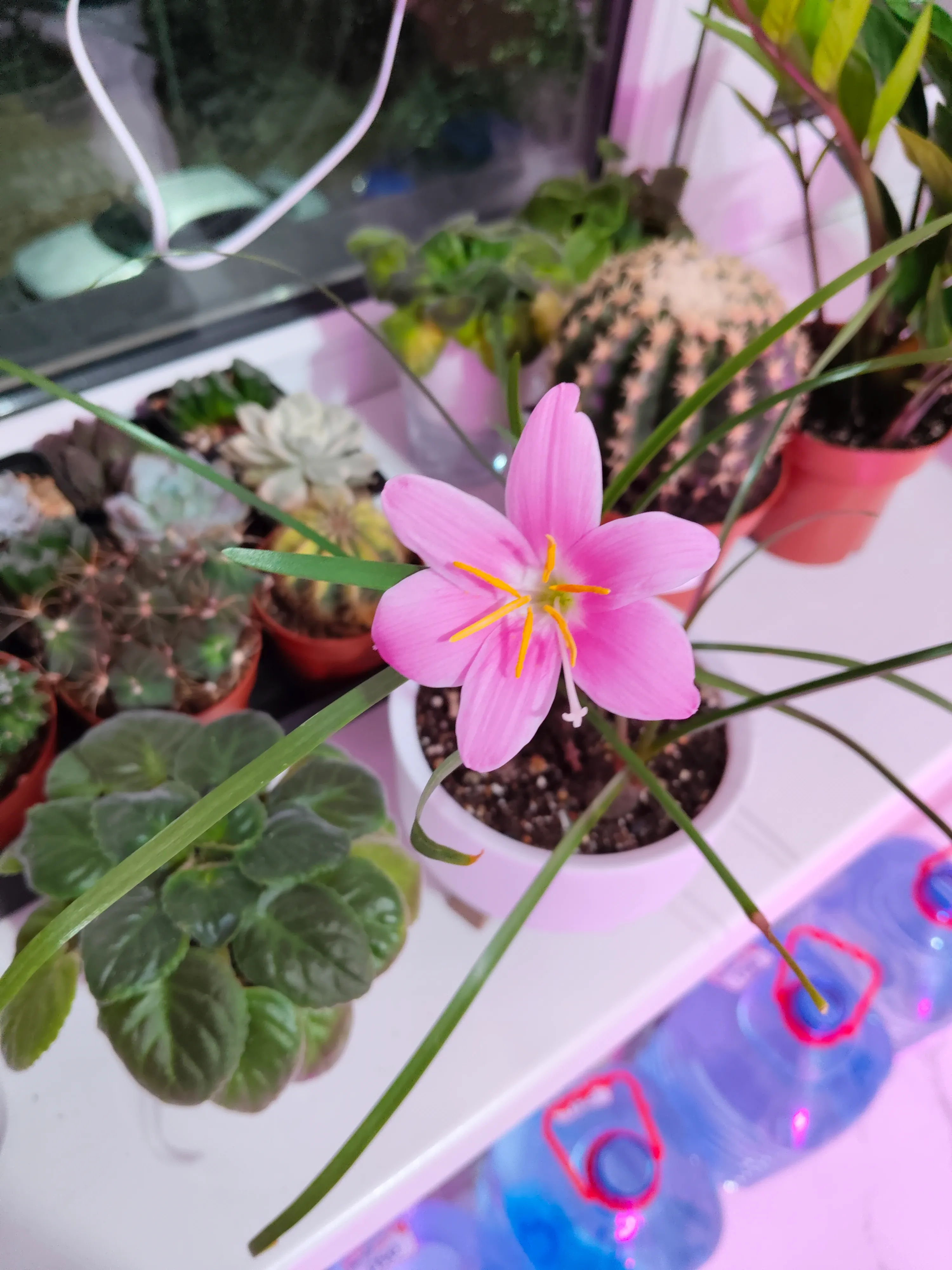 Кактусы из семян 🌵 #2
