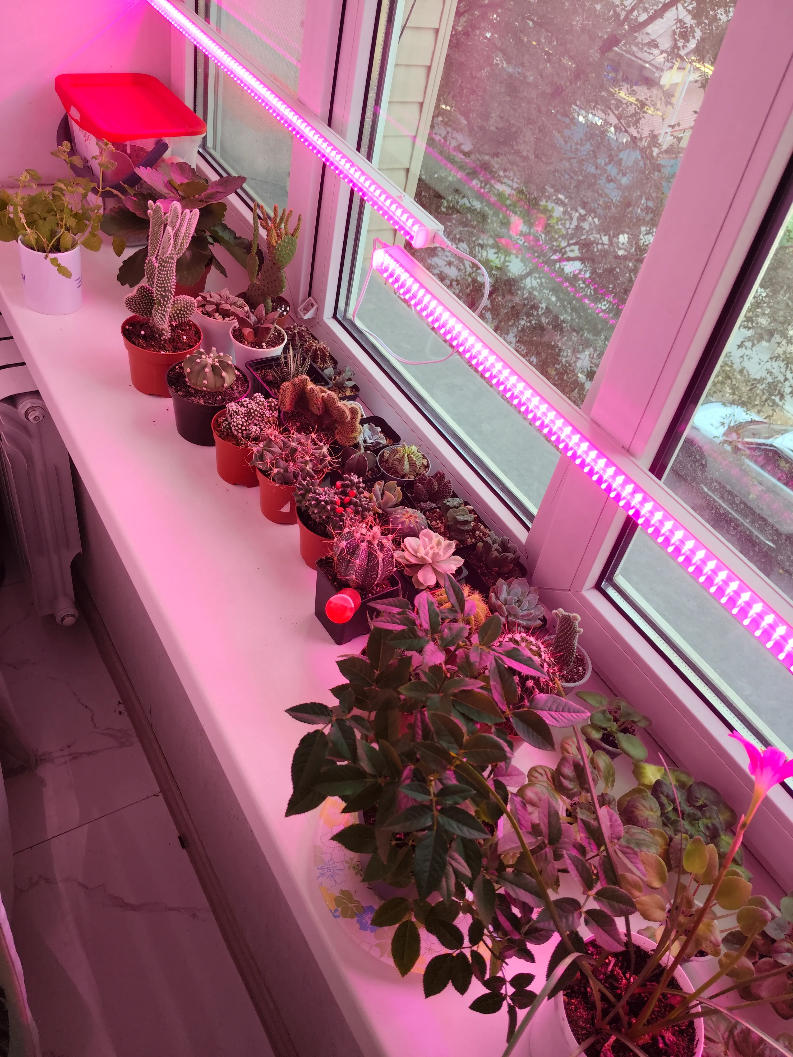 Кактусы из семян 🌵 #3