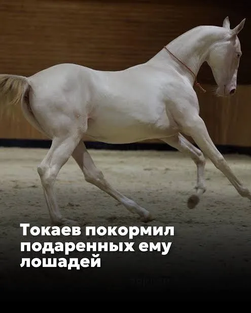 Корова стоимостью 4,8 миллиона долларов #2