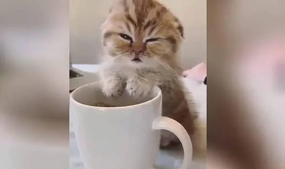 Котомагнитики 🐱🧲 #2