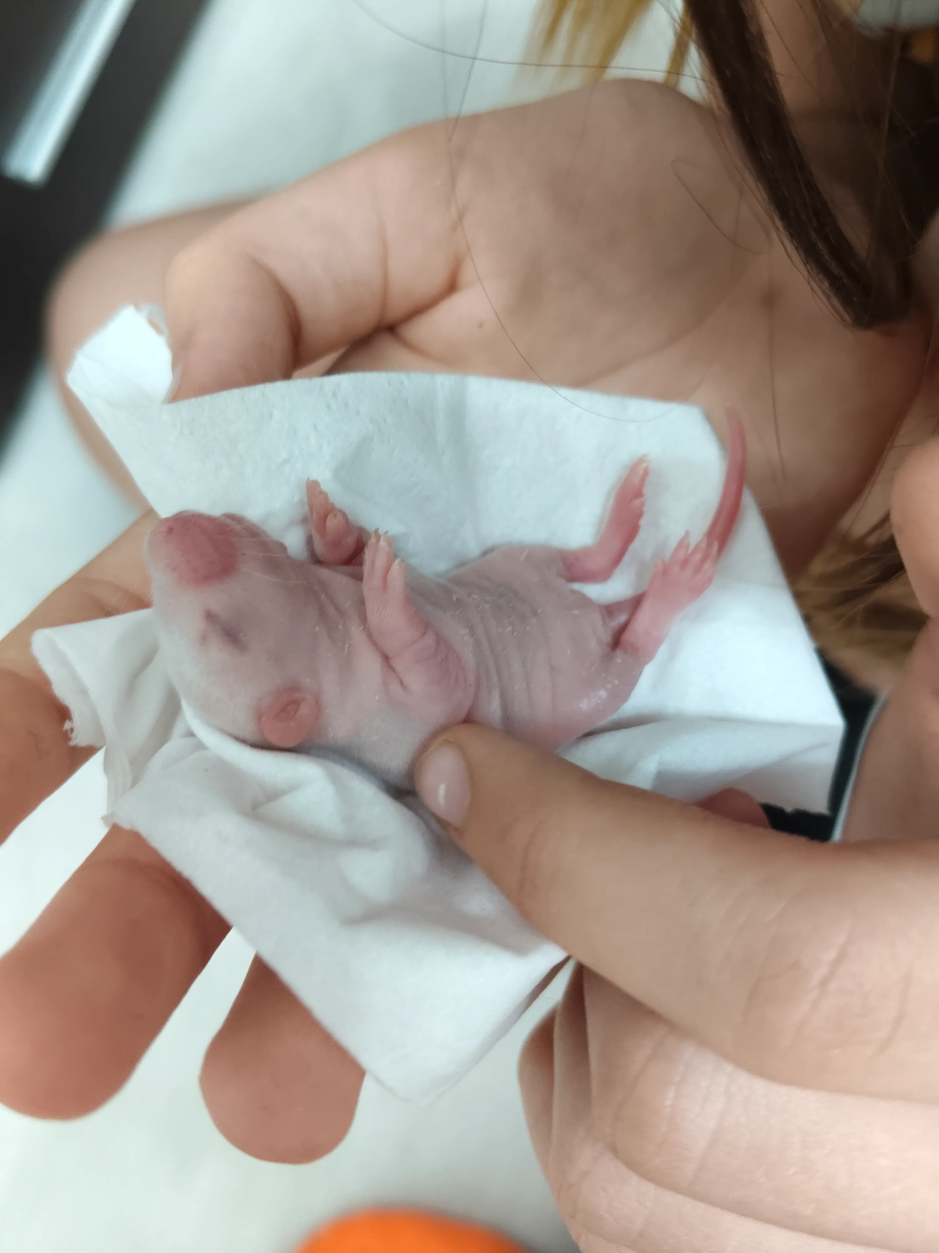 Накрыв маму родильным домом мы быстренько осмотрели малышей, аккуратно, через салфетку, чтобы сильно свой запах не оставлять. 4 девочки, 2 мальчика