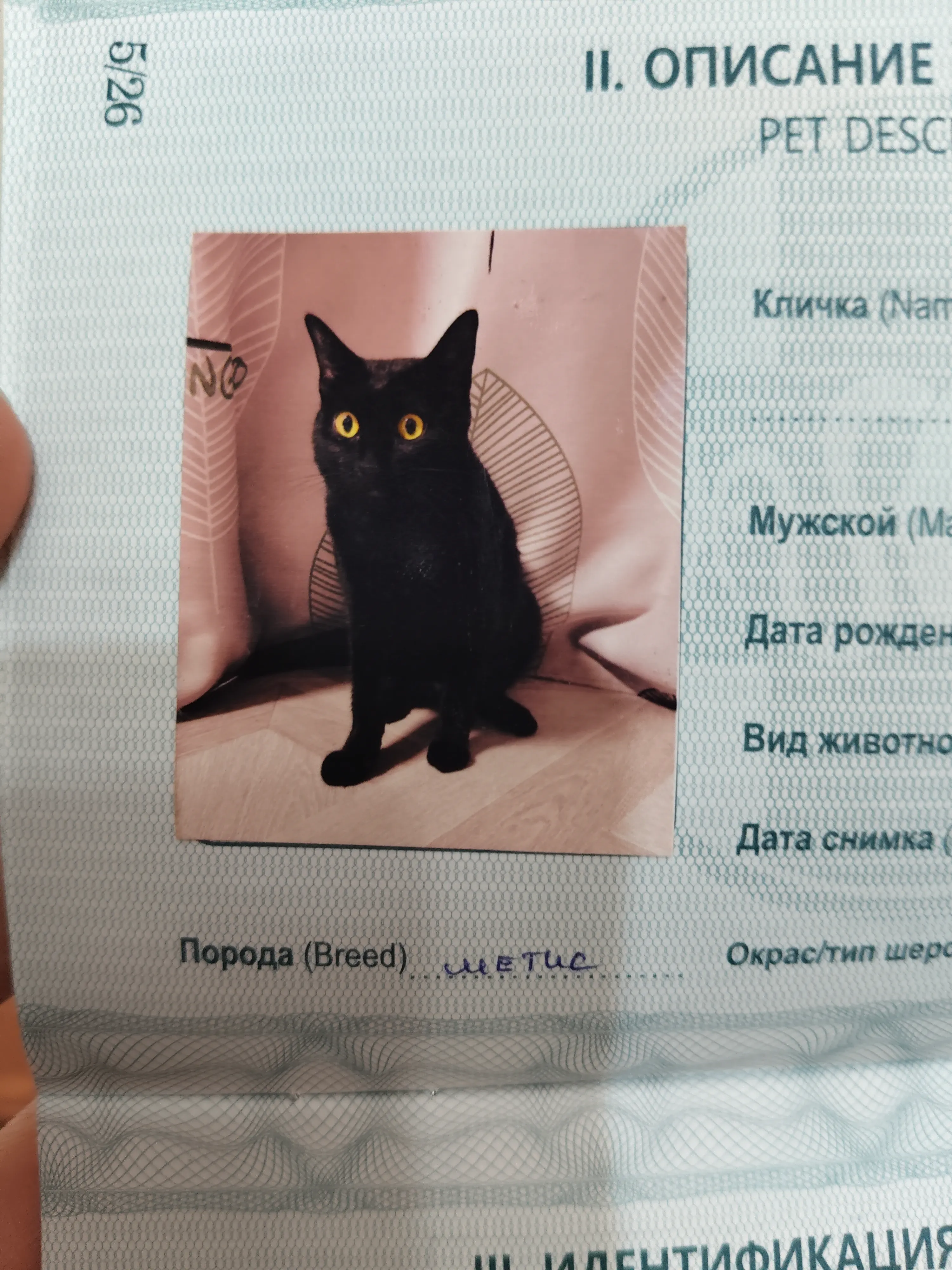 Бруно. Фото на котопаспорт. #2