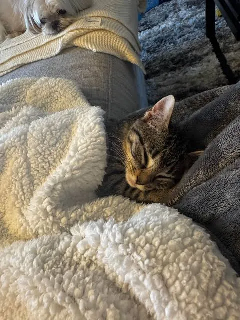 Армия котиков любителям котиков 🐱 #1