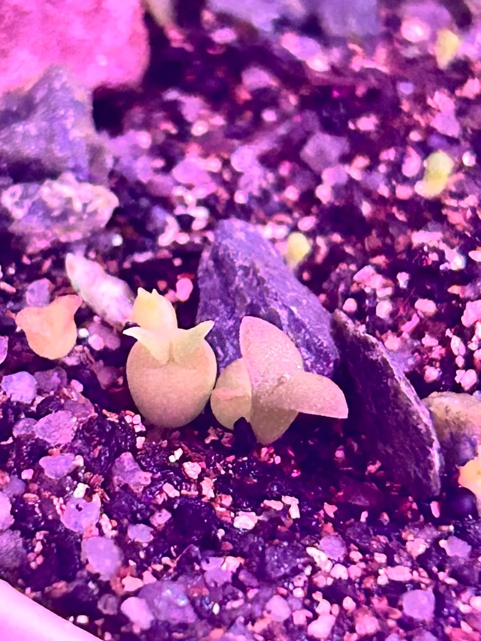 Кактусы из семян 🌵 #3