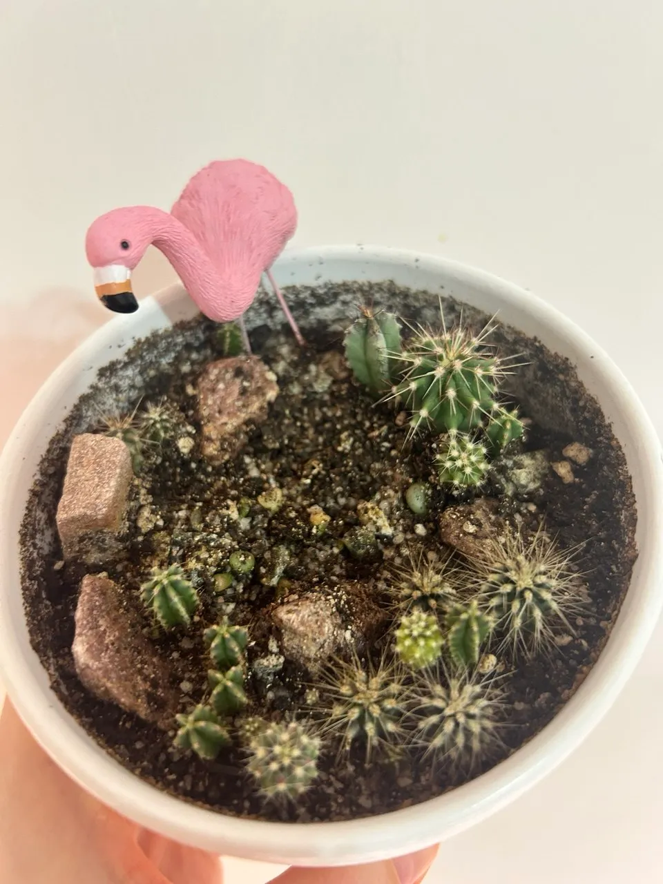 Кактусы из семян 🌵 #4