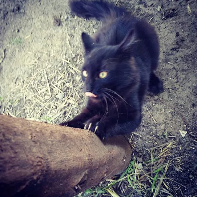 Какой милый кот #1