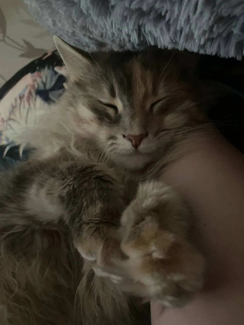 Эта котя моей подруги, её зовут Ляля💕 Она желает вам удачи на все лето!