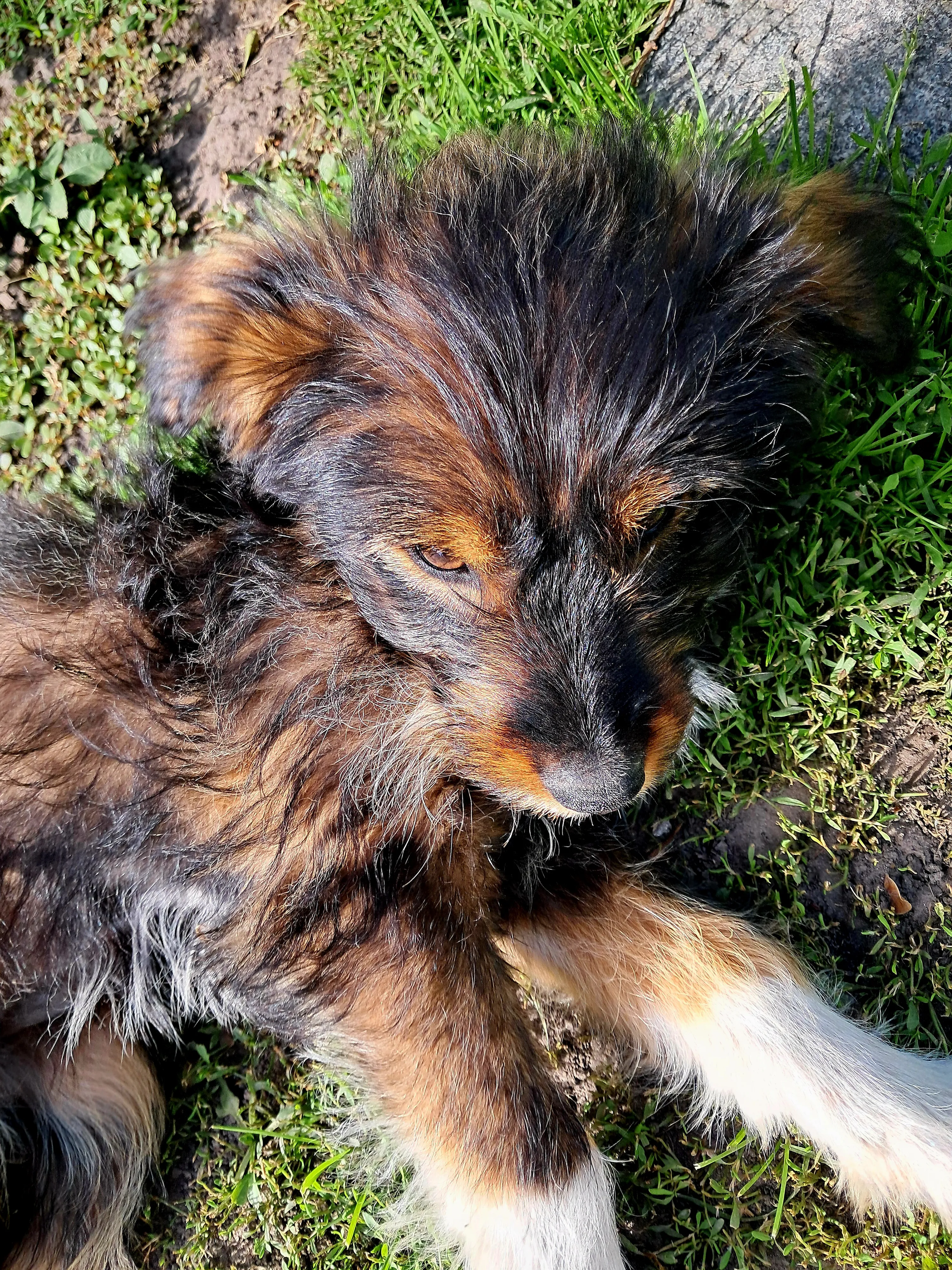 Забота о Зузите: погладить или обязательно накормить🐶 #2