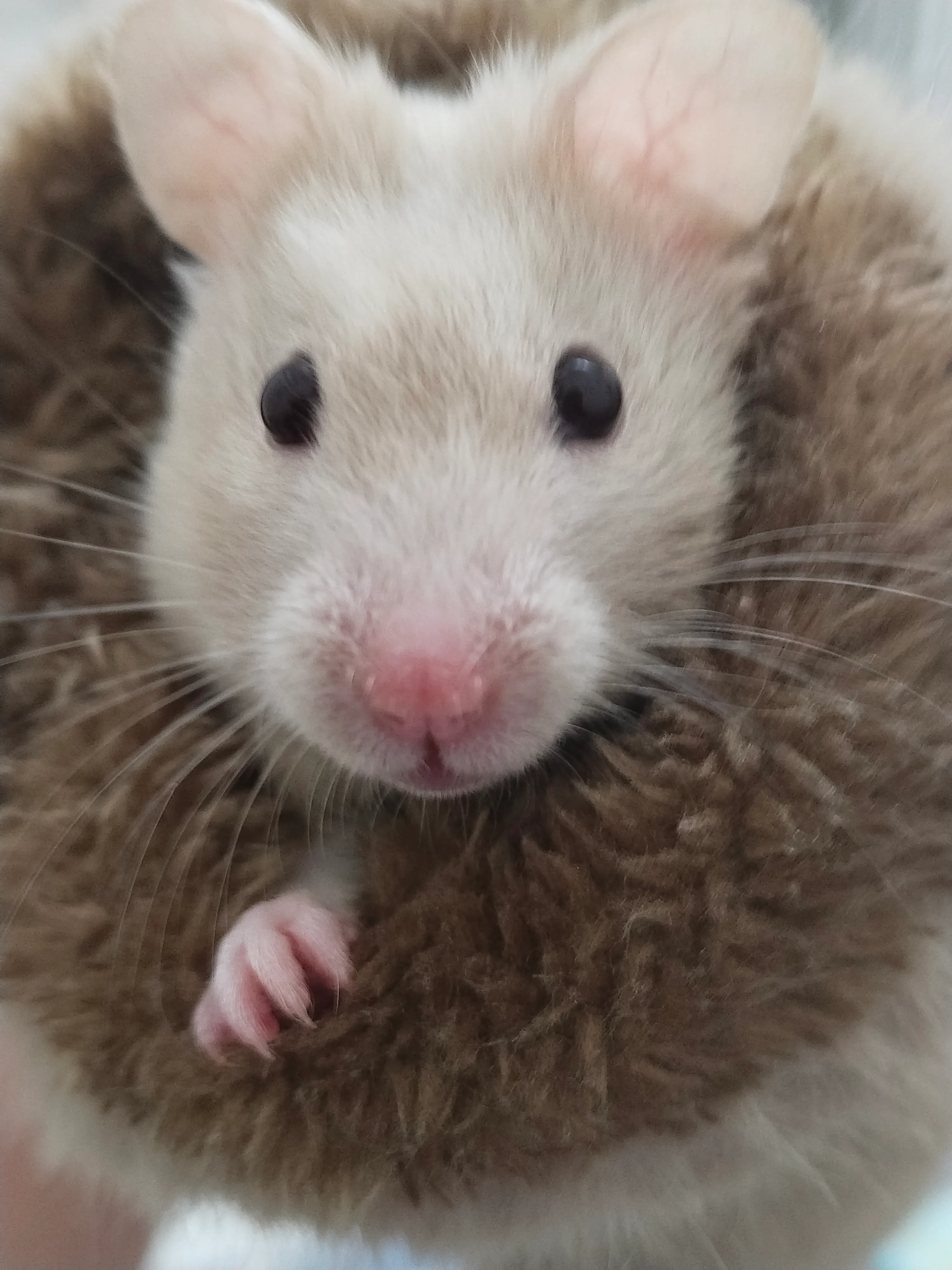 "Добрый вечер"🐹🐾 #1