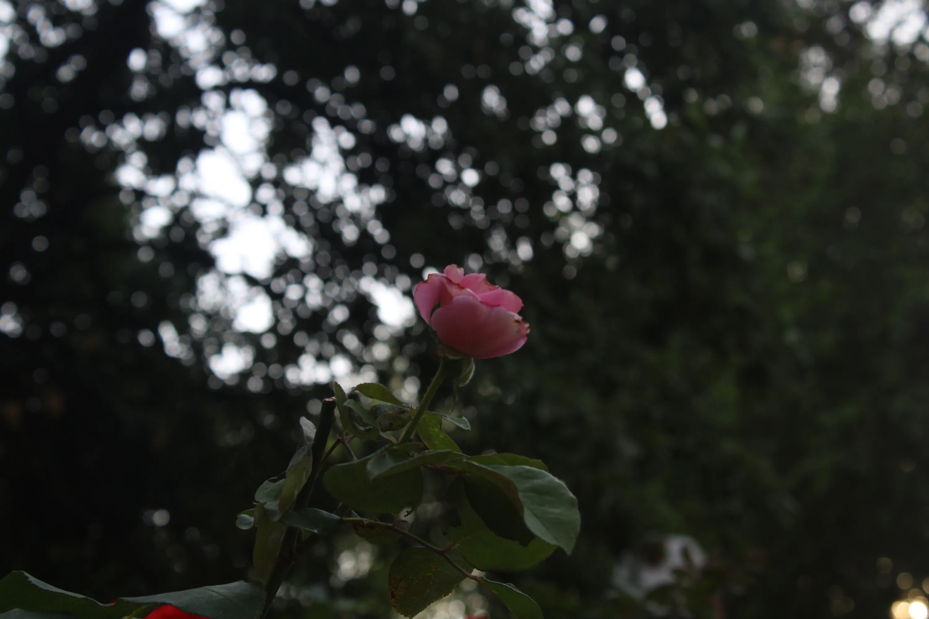 ( ´∀`) #6
